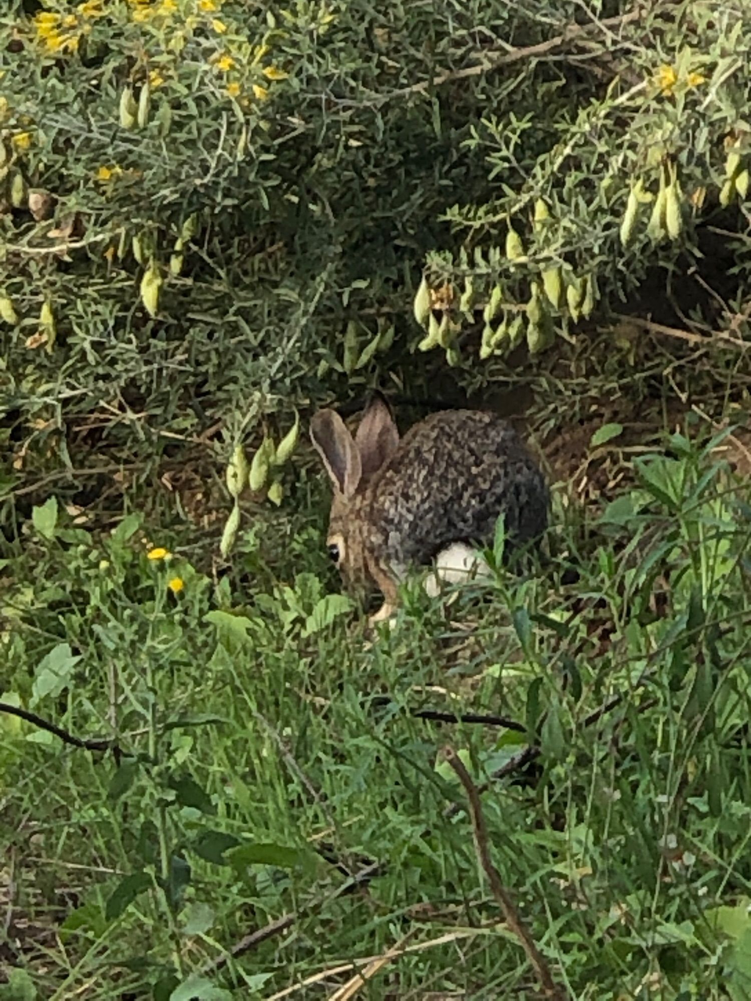 Cottontail rabbit under a bush