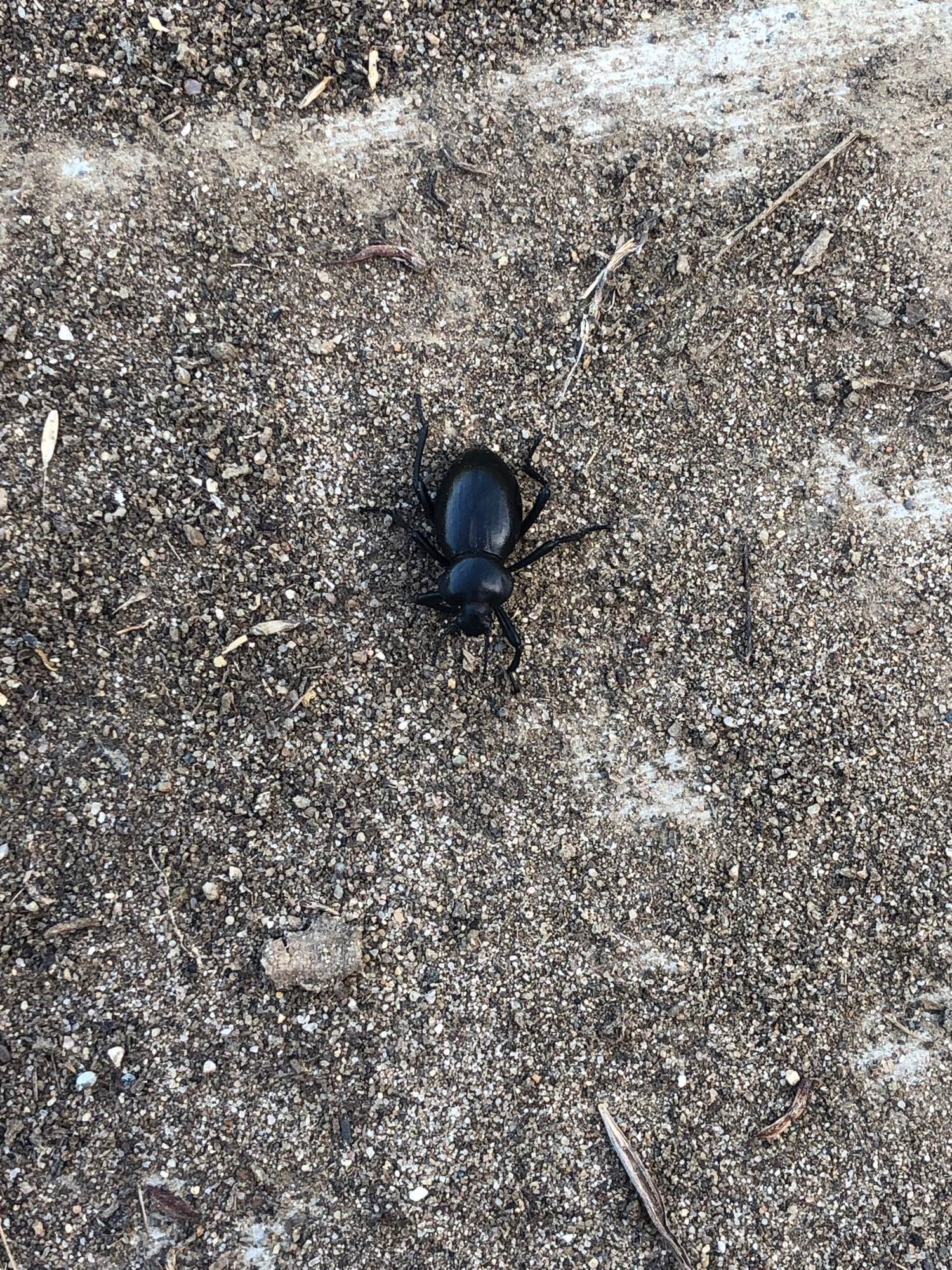 Enormous black stinkbeetle