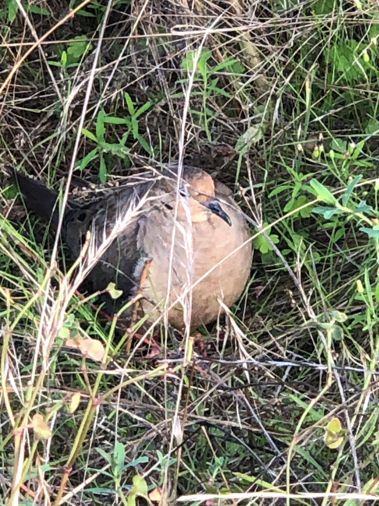 Mourning dove in grass