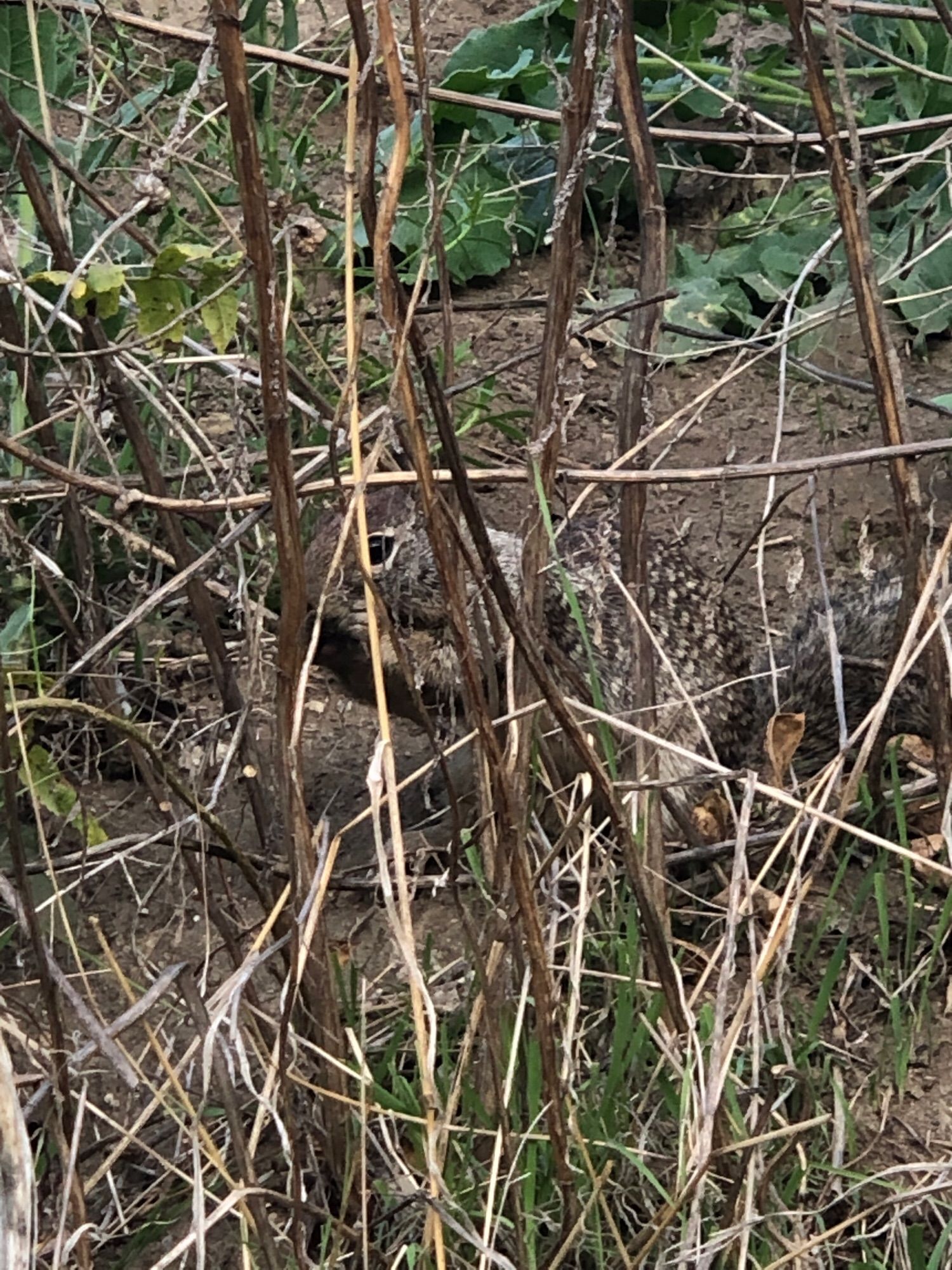 Ground squirrel hiding behind sticks