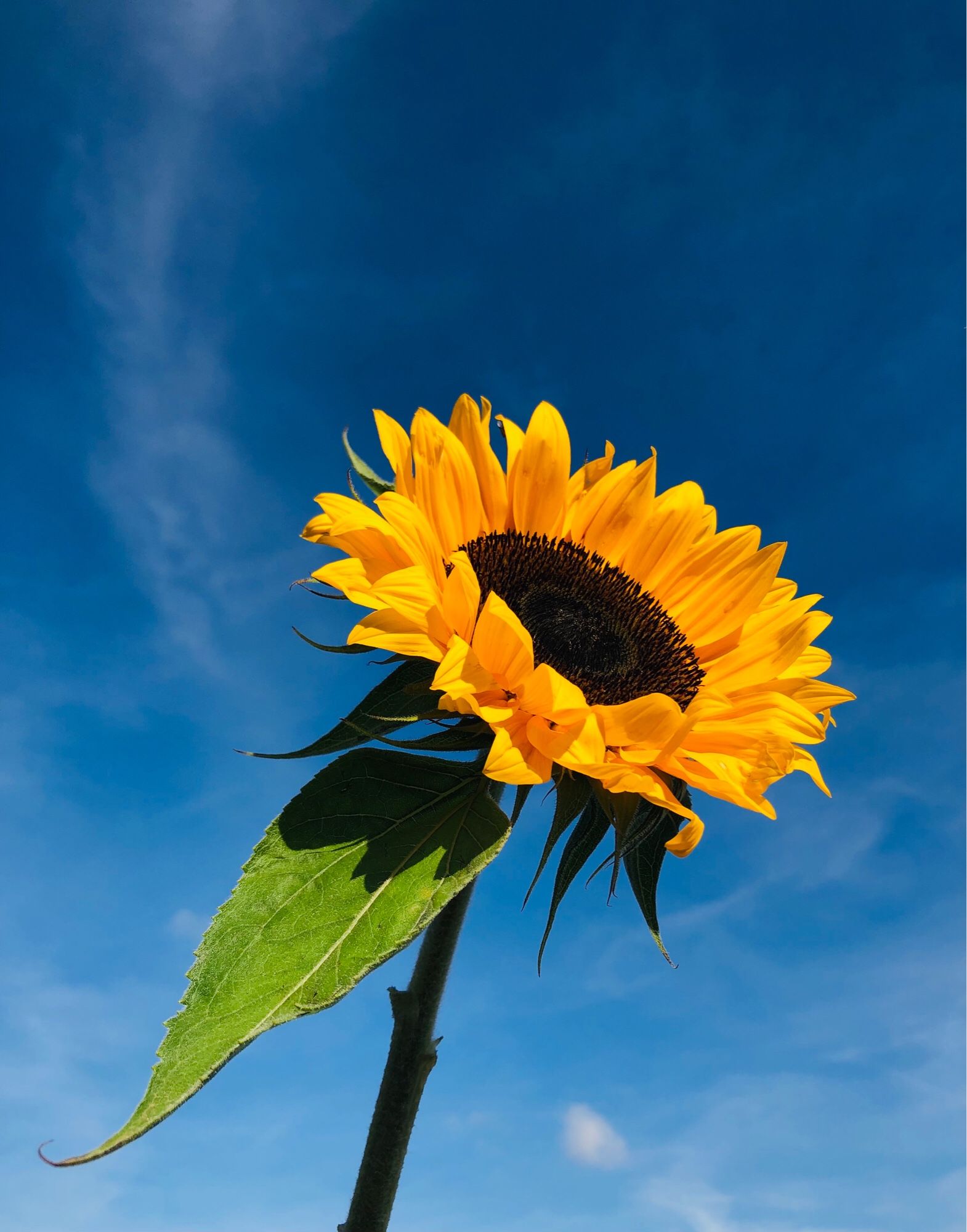 A large single sunflower against a blue sky.