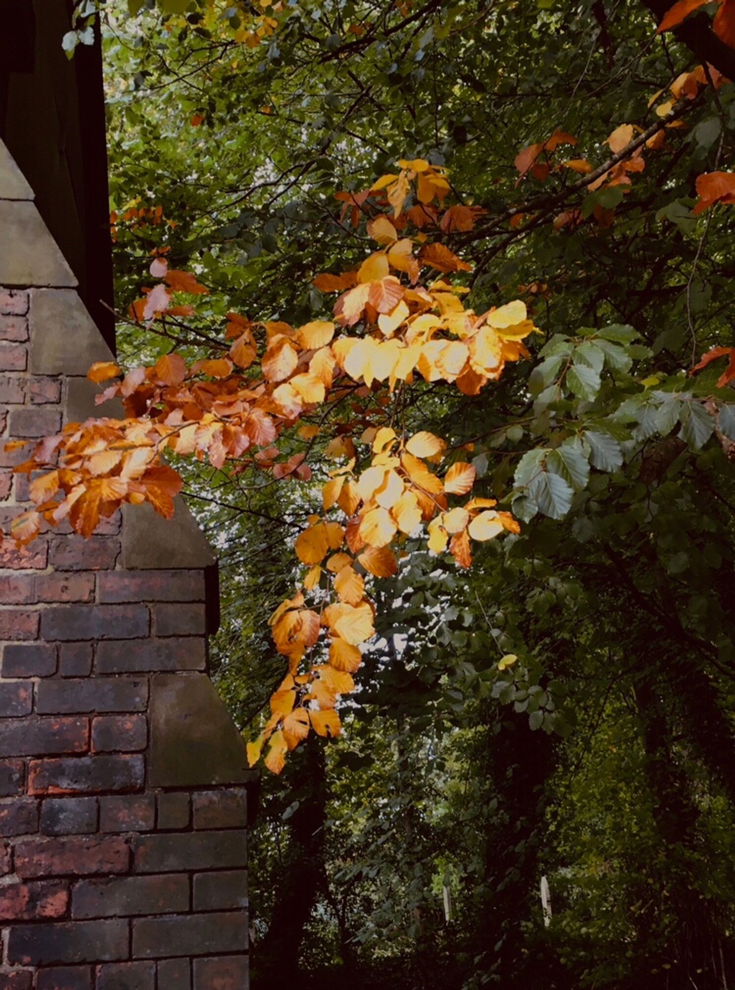 Autumn golden leaves amongst trees next to a wall.