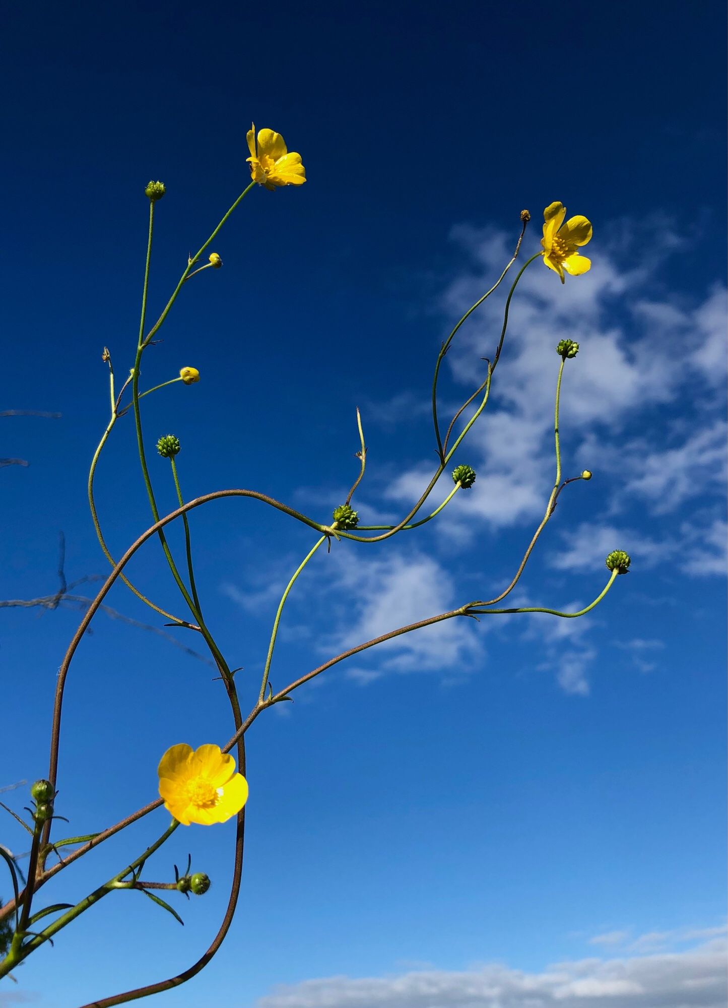 A tall wavy stemmed buttercup with three open flowers against a blue sky with thin cloud.