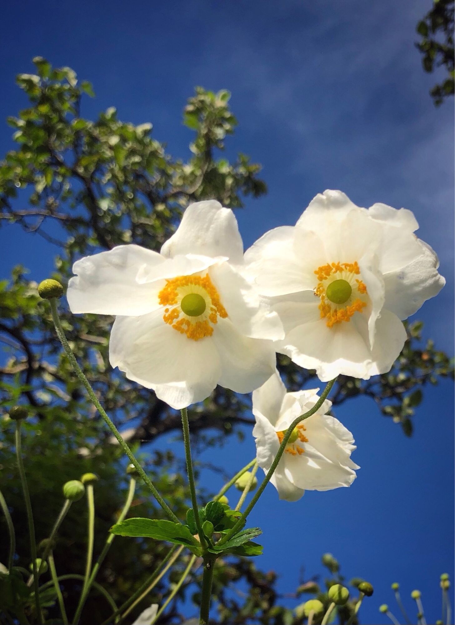 Three white Japanese anemone flowers against a clear blue sky.