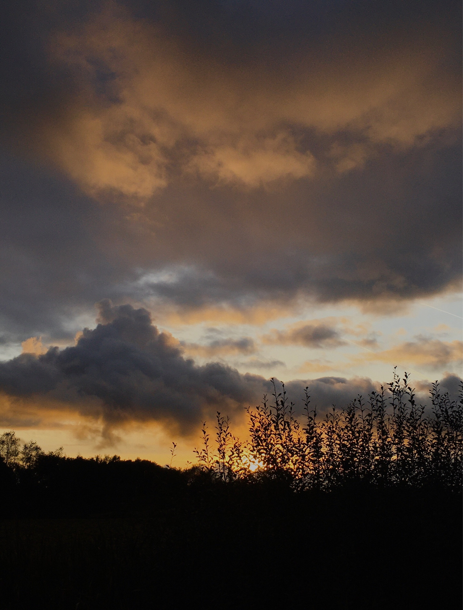 The sun setting behind a hedgerow & trees in dark silhouette. Low inky rain clouds catch the last of the golden light.