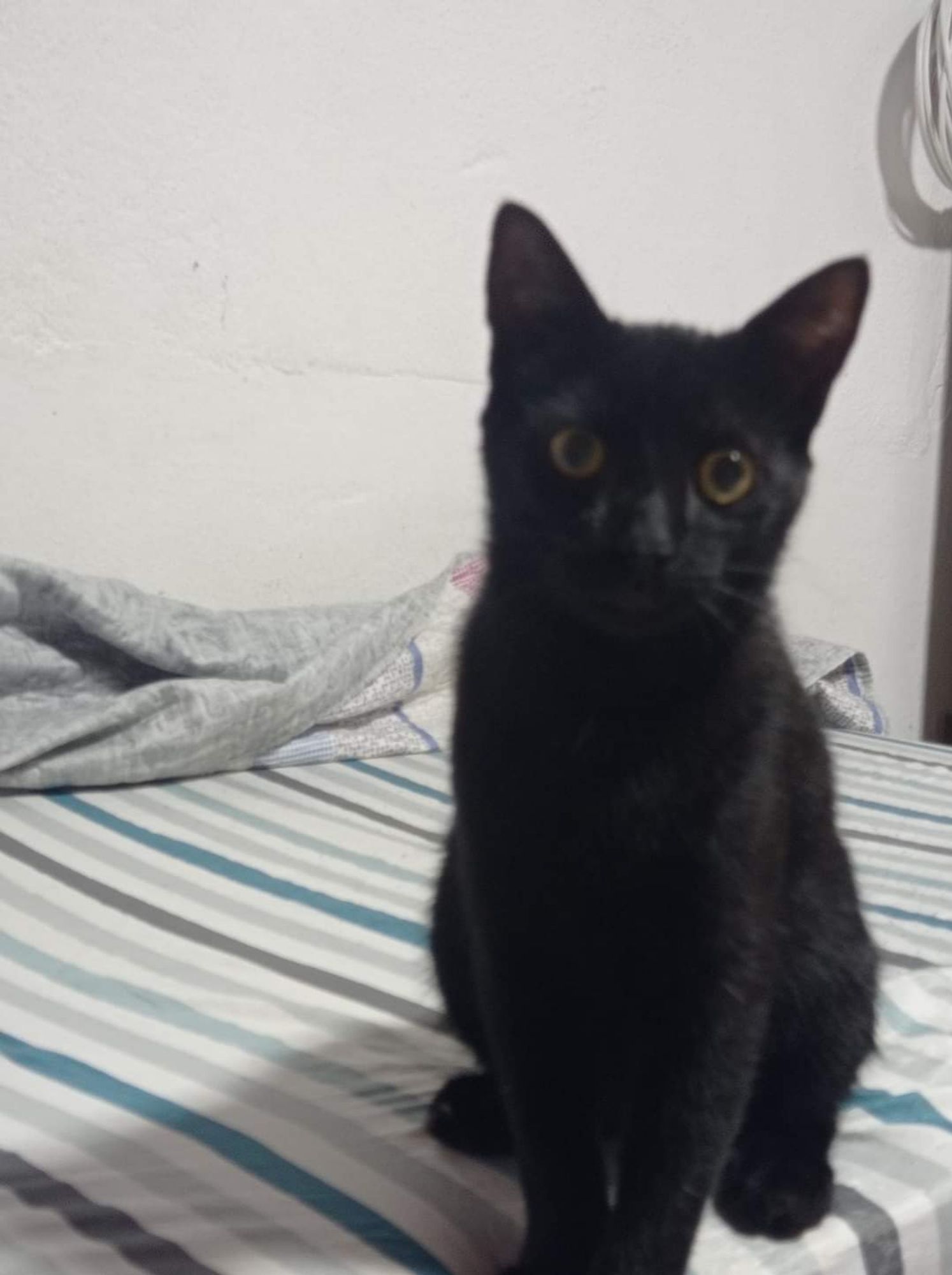 Gato preto em cima de uma cama.