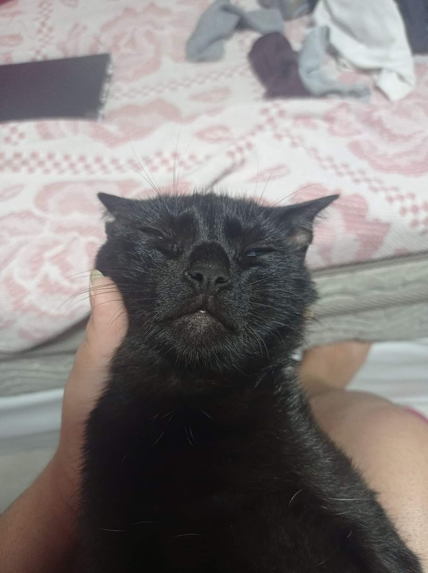 Gato preto sendo acariciado por uma pessoa branca.