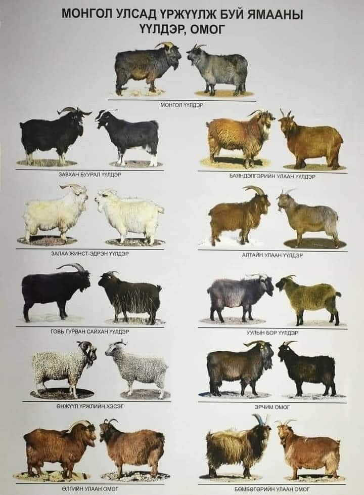 Chart of Mongolian goat breeds