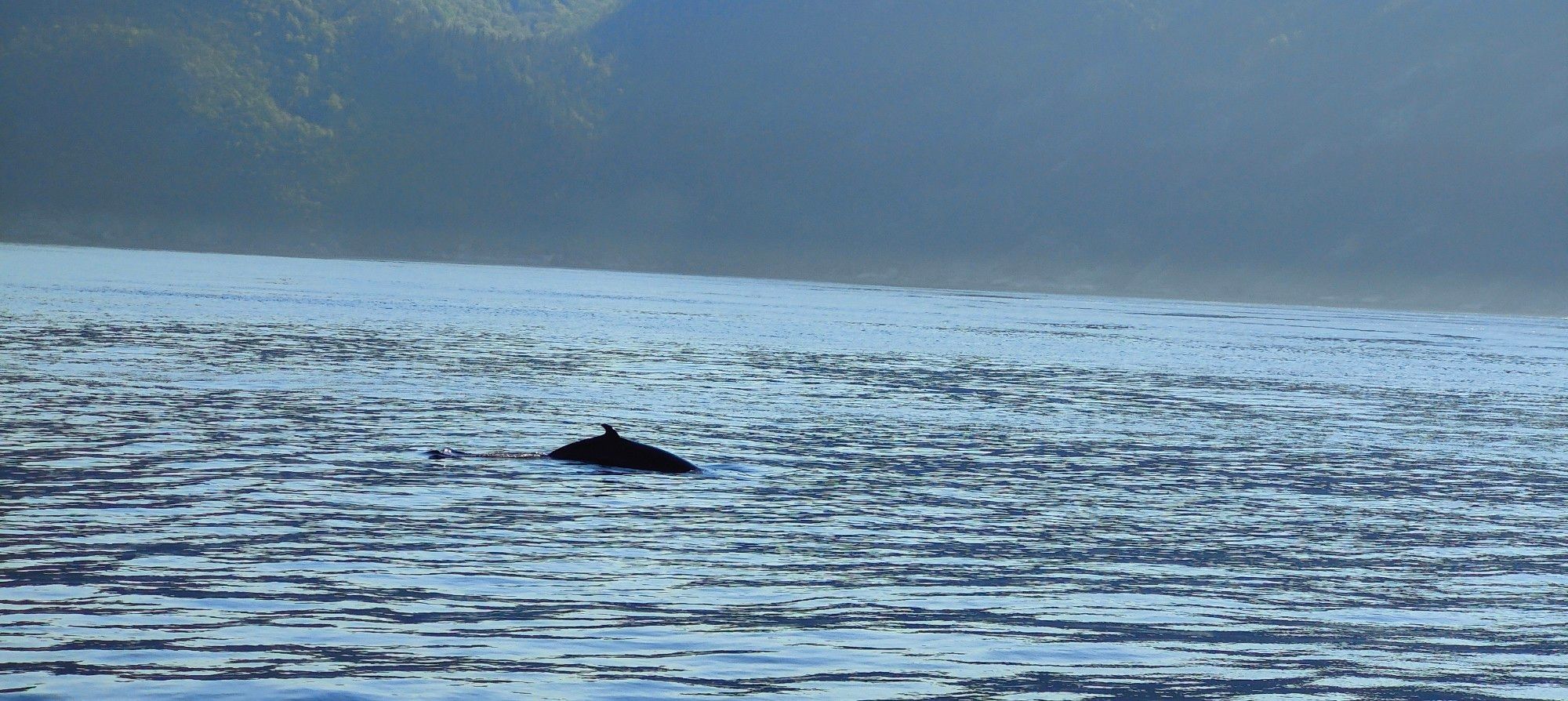 Una ballena sumergiéndose en el río San Lorenzo.