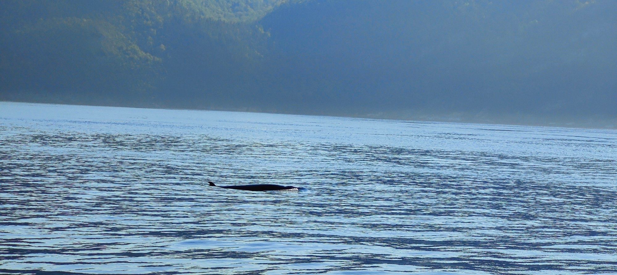 La misma ballena de antes.