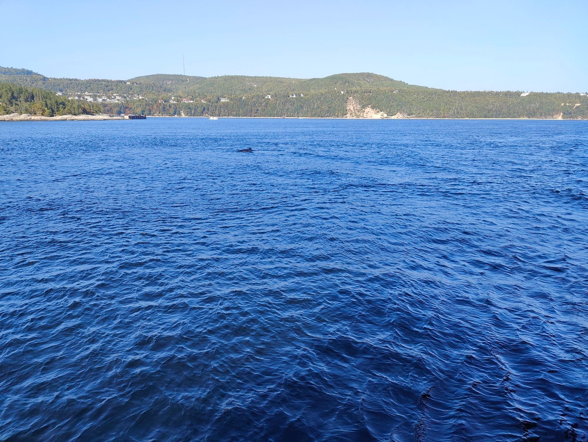 Una ballena a lo lejos.