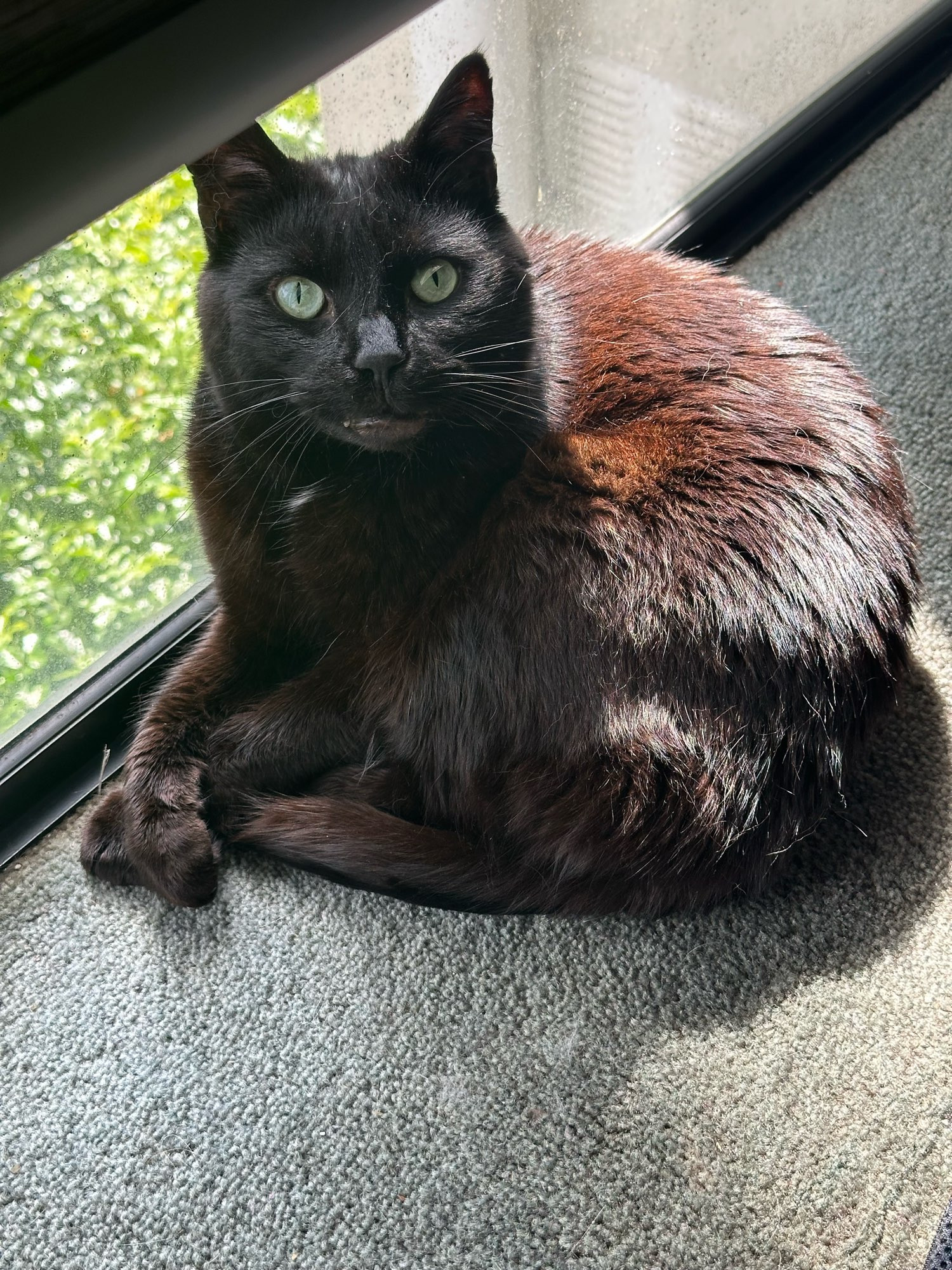 Black cat with green eyes sitting at the window with front paws crossed very politely 