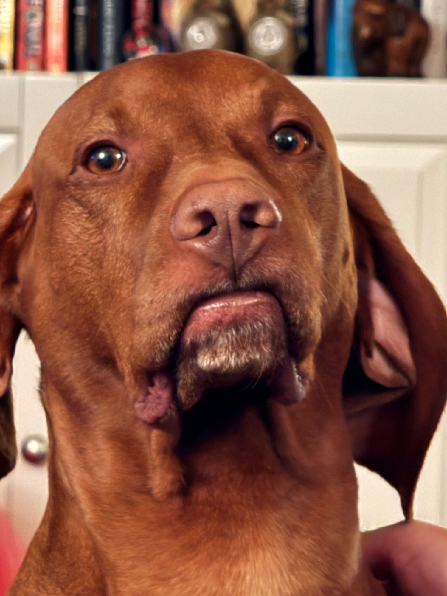 Red dog with the front of his lips sucked in displaying his disdain with the concept of dieting.