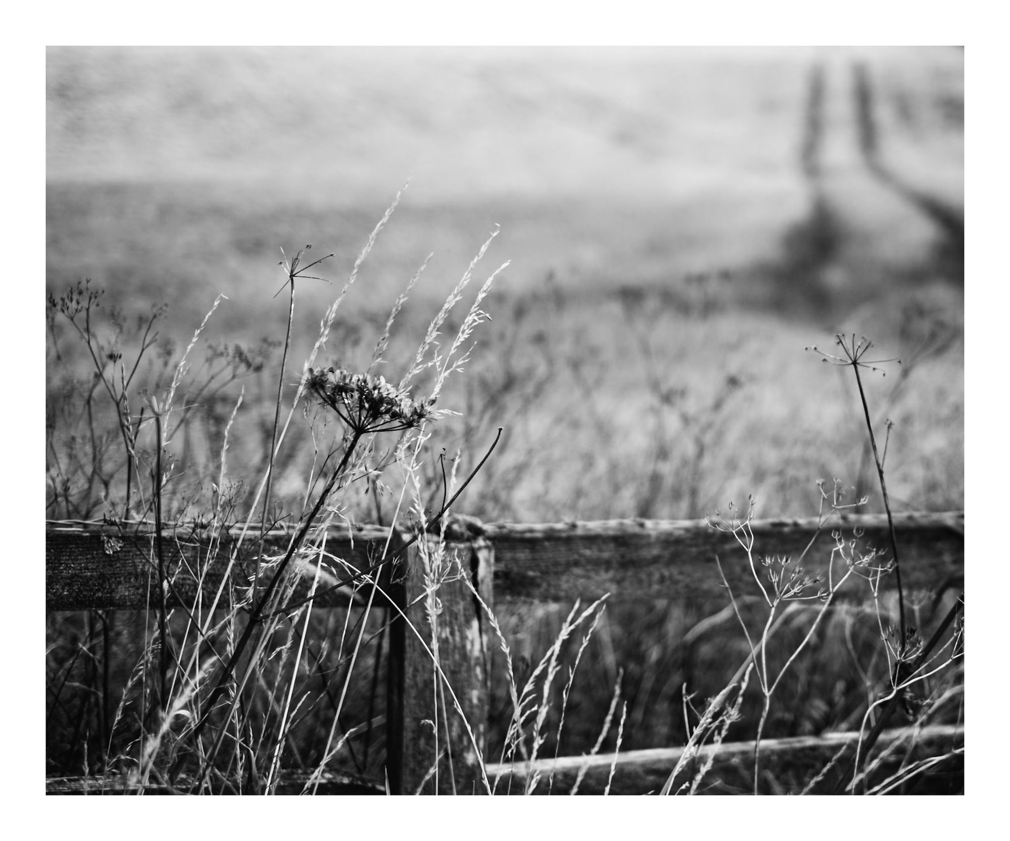 A black and white image depicting a field with tall grasses and wildflowers in the foreground, alongside a weathered wooden fence. The background shows a blurred landscape with quad tracks. 