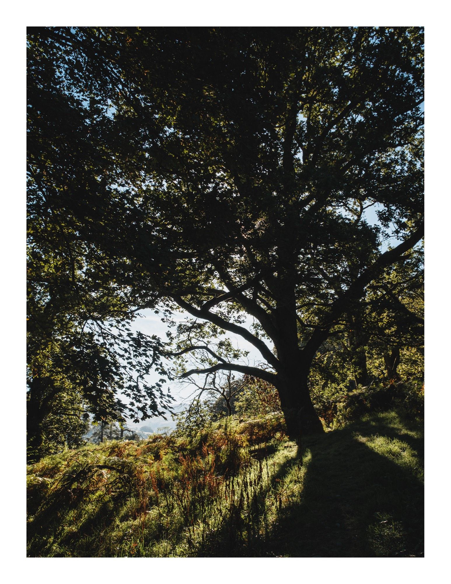 A large tree backlit by sunlight shafting through the branches