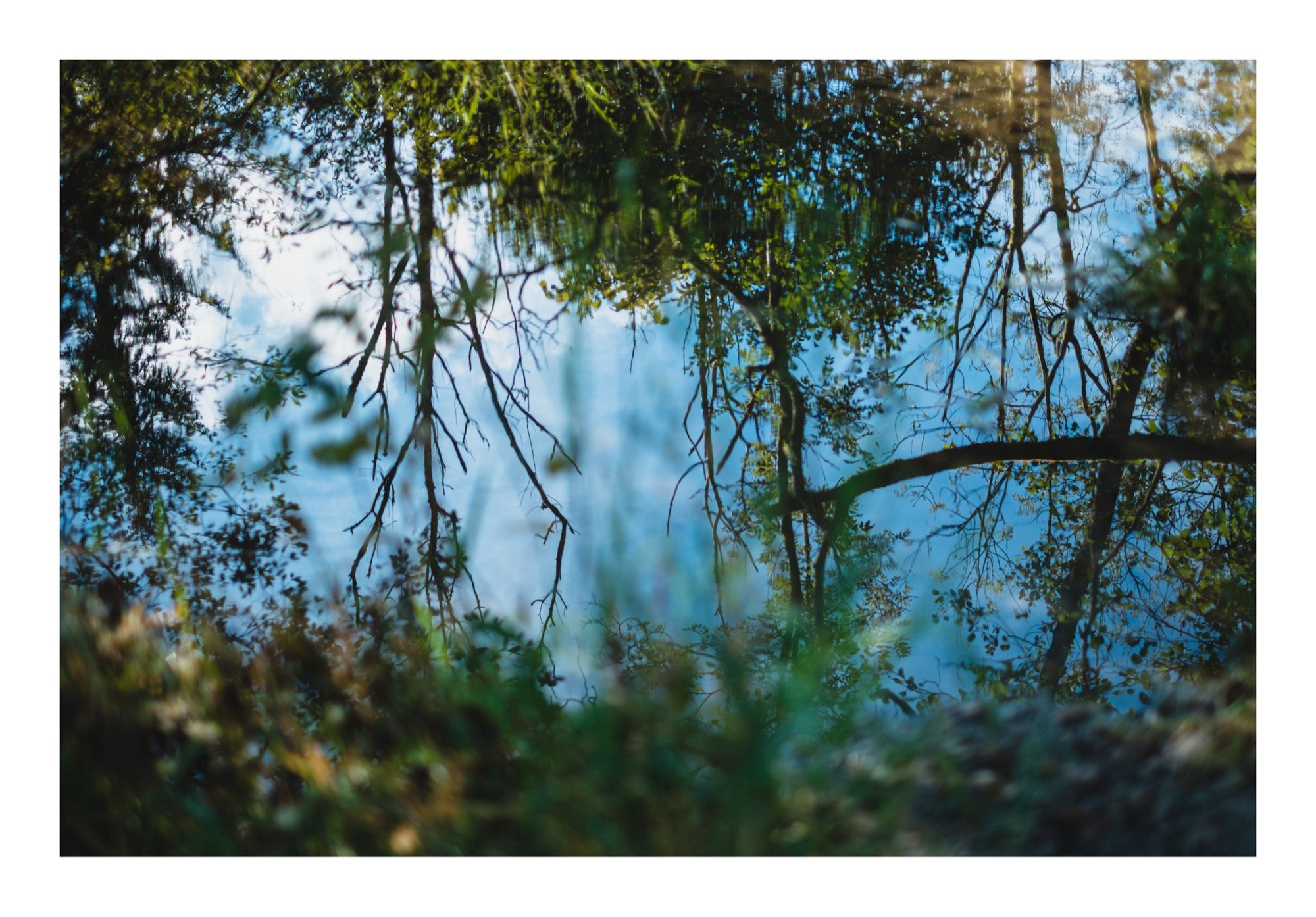 An abstract photo of reflections of trees and bushes in water.