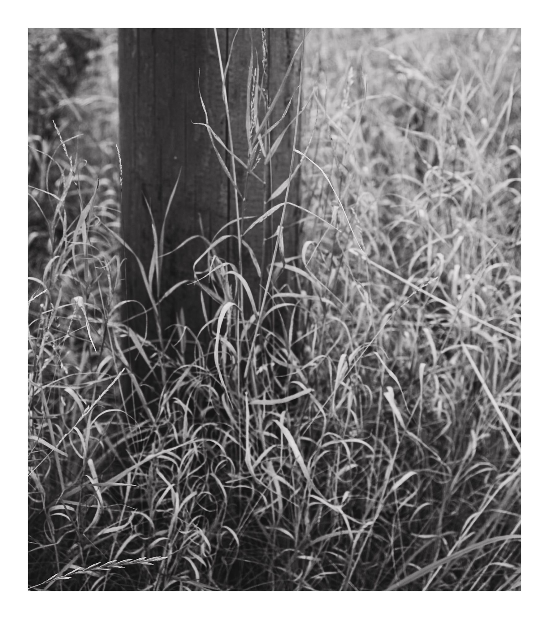 A black-and-white image of tall grasses surrounding a wooden BT pole. 