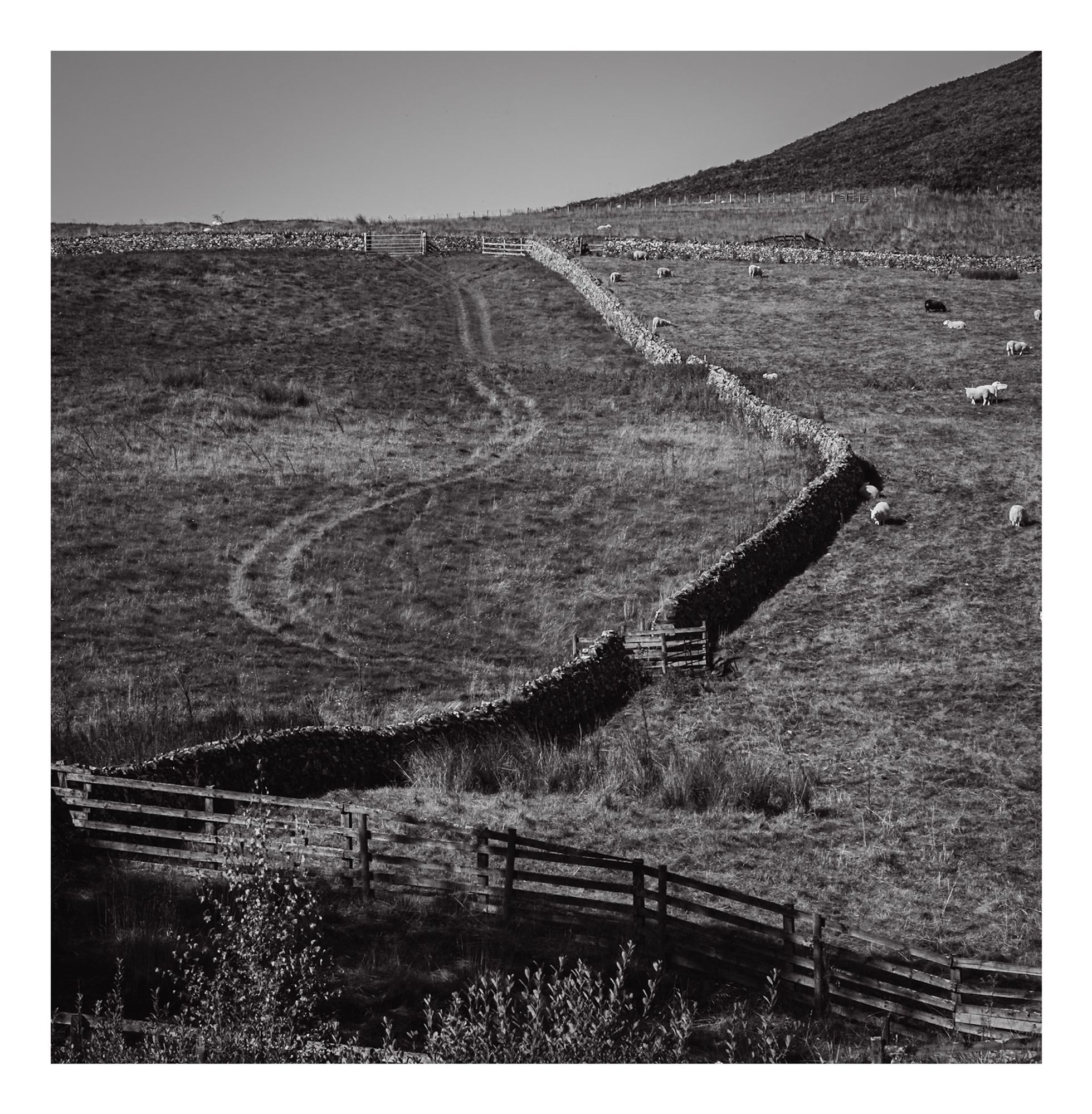 A black and white landscape featuring a winding track through a grassy field, bordered by stone walls and wooden fences. Sheep are scattered throughout the pasture, and a hillside rises in the background.