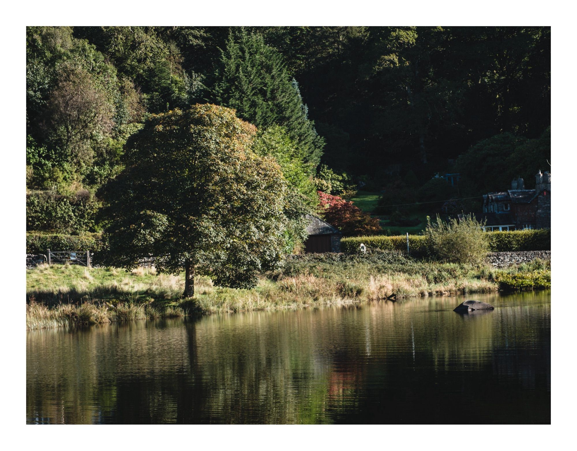 A lone tree beside a lake with a wooded hillside behind. The lake is reflecting the trees.