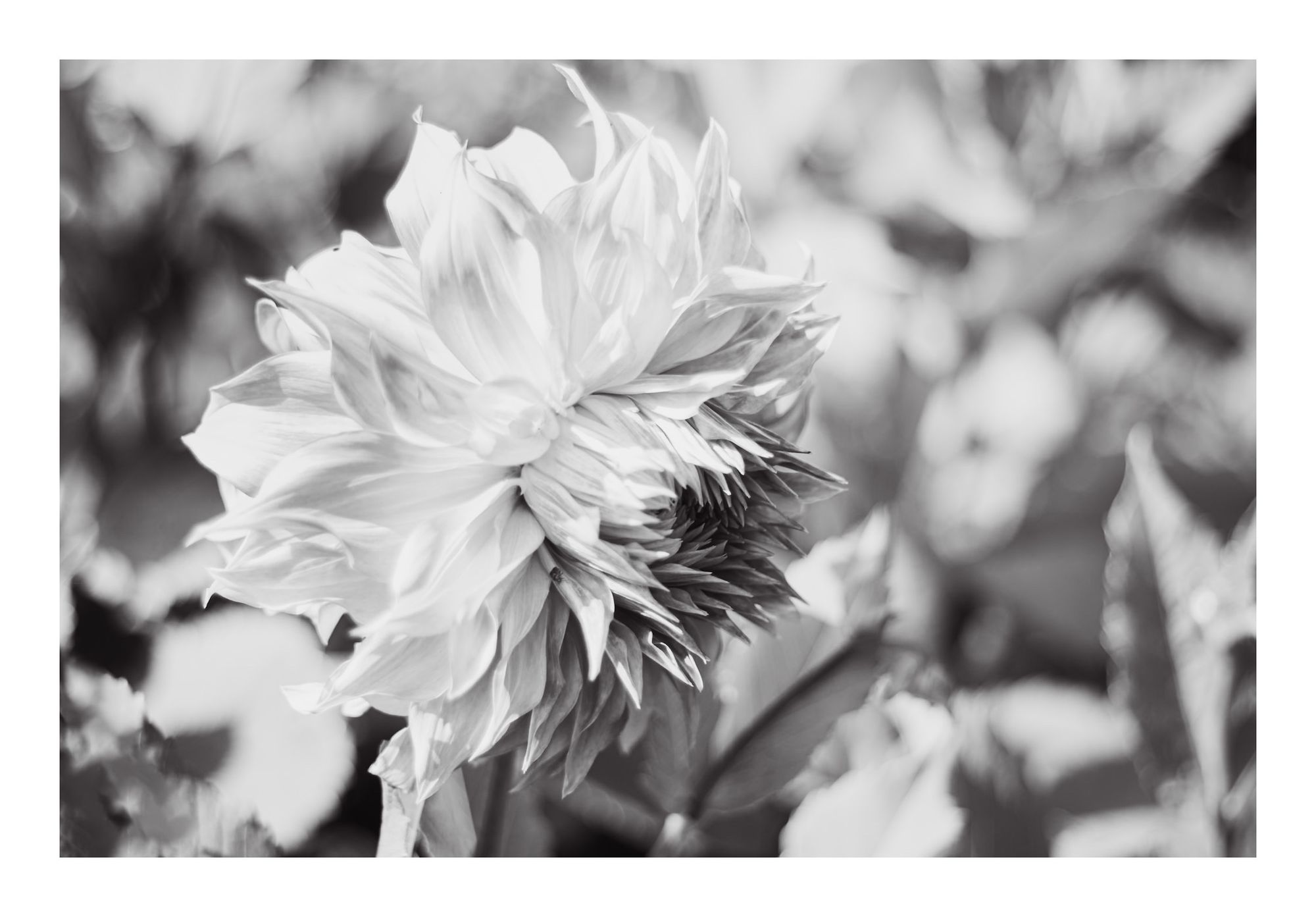 A close-up black and white image of a dahlia with intricate petals and a layered structure, surrounded by blurred foliage.