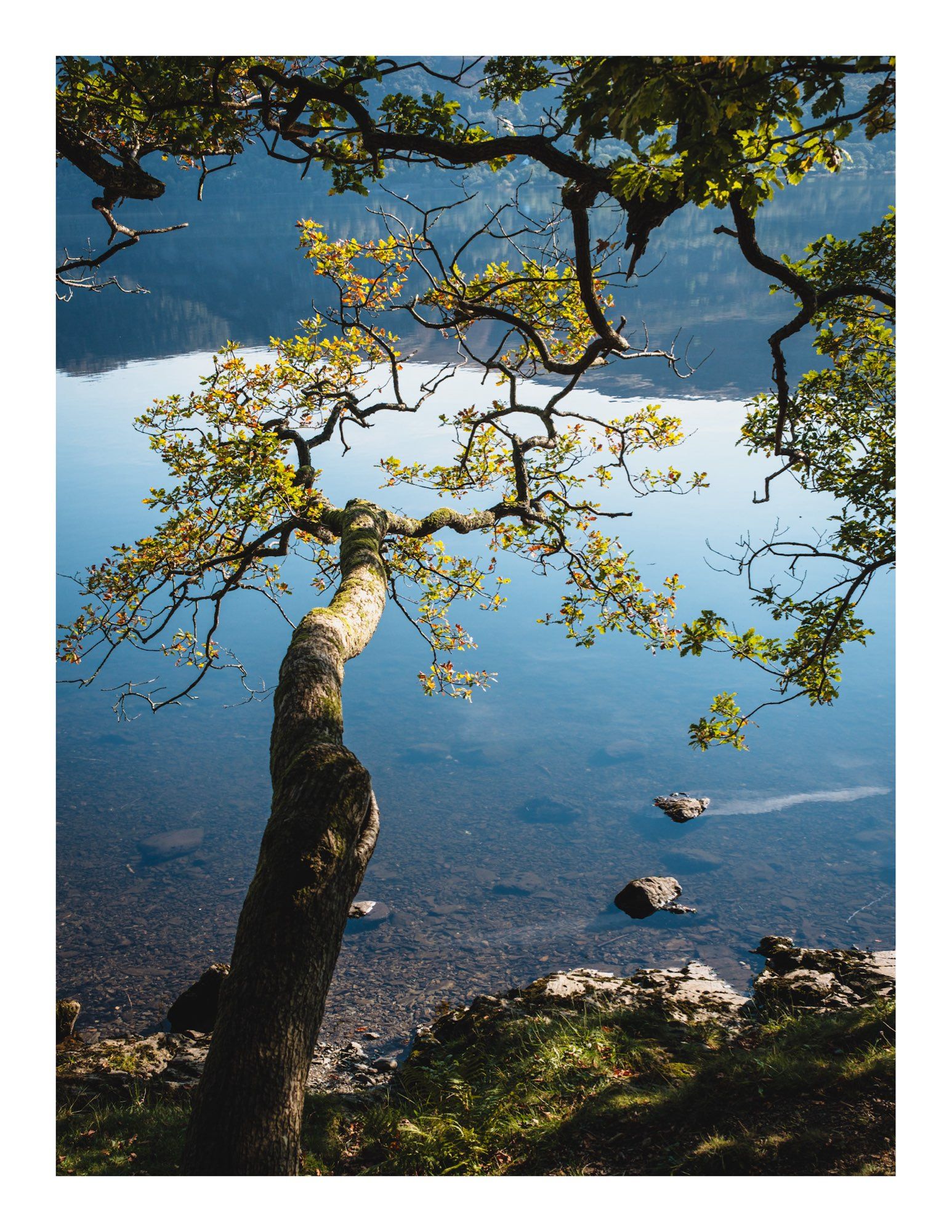 A tree branches over calm water, reflecting the landscape. The water is still, and there are small rocks visible beneath the surface. 