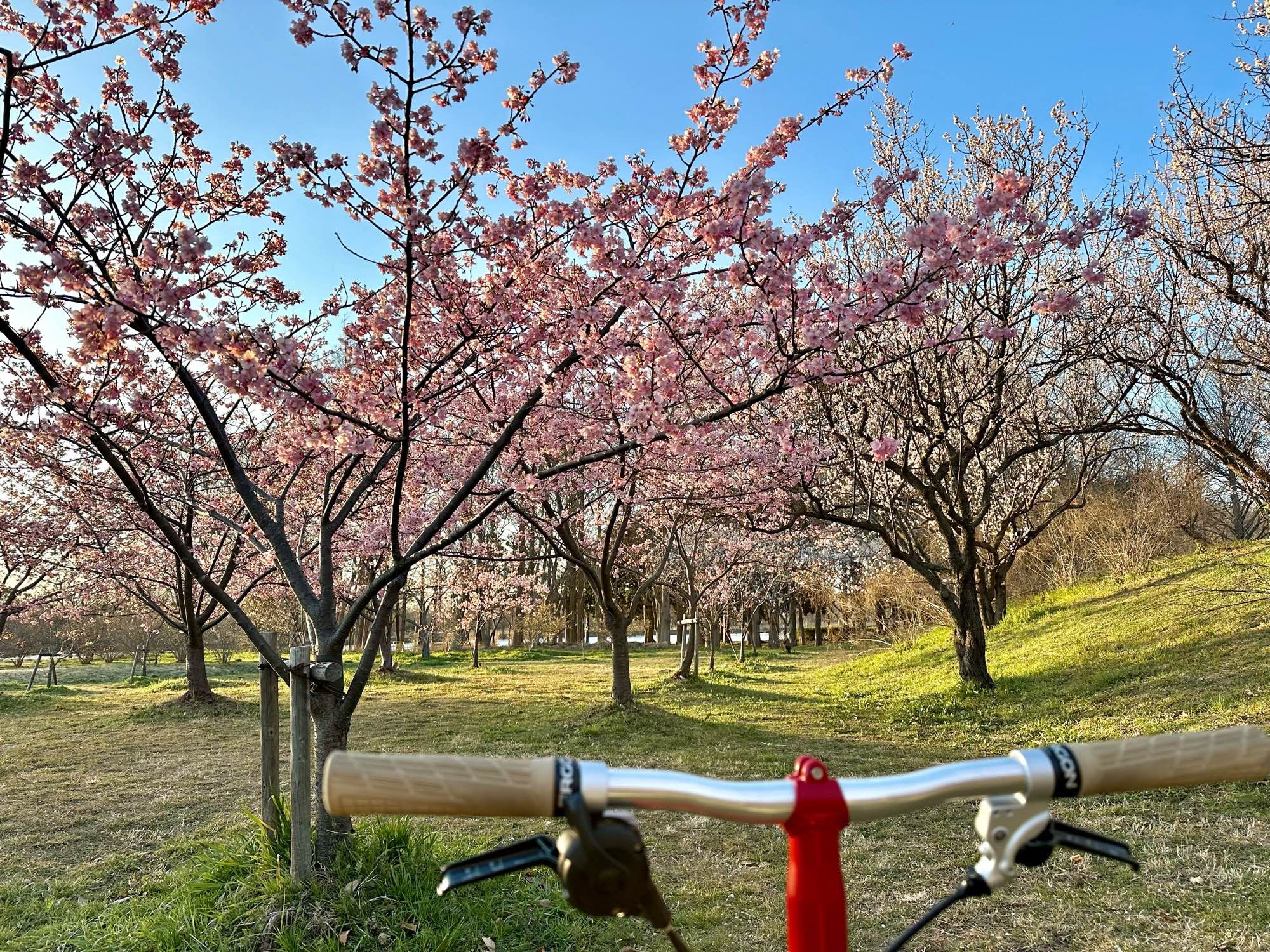 自転車で河津桜を見にいきました