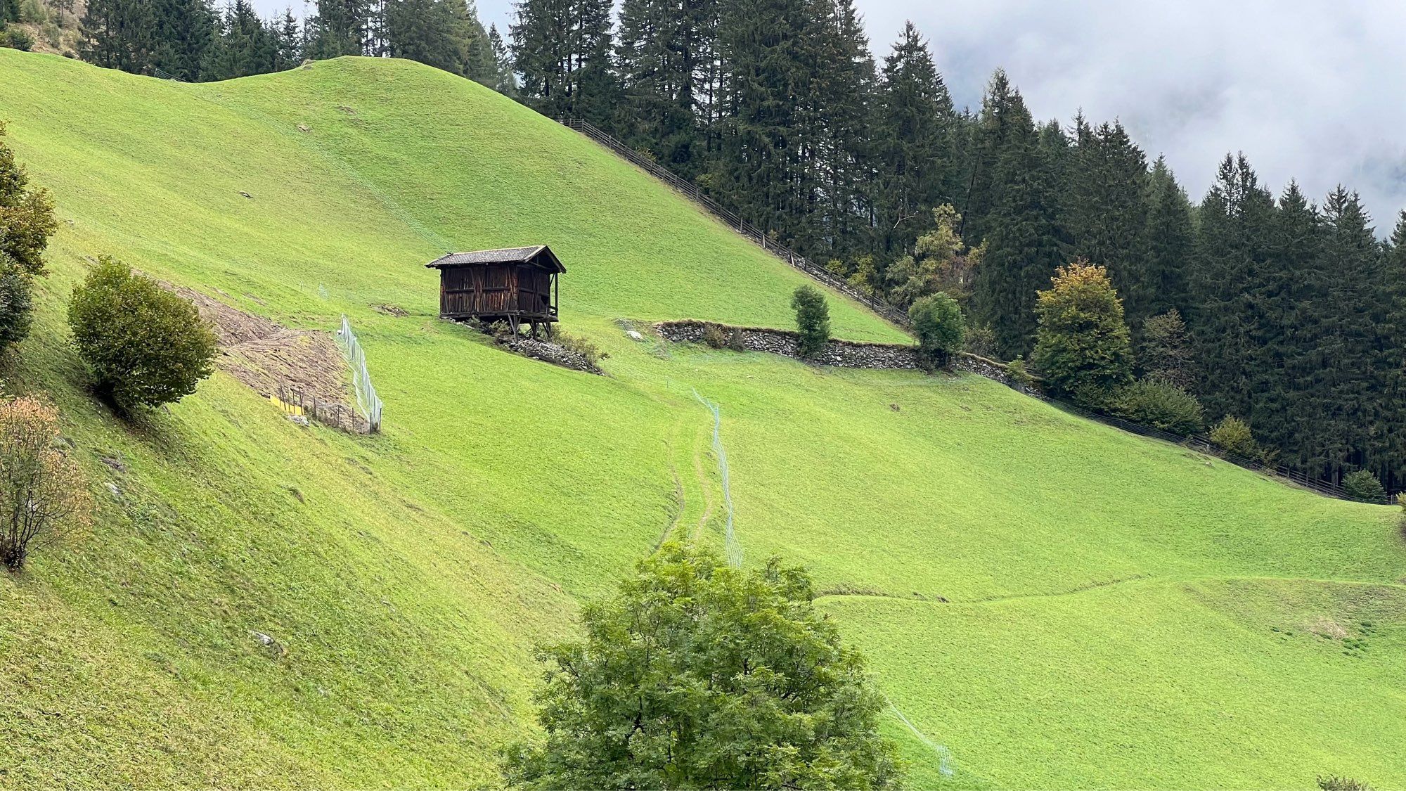 Alpine meadow