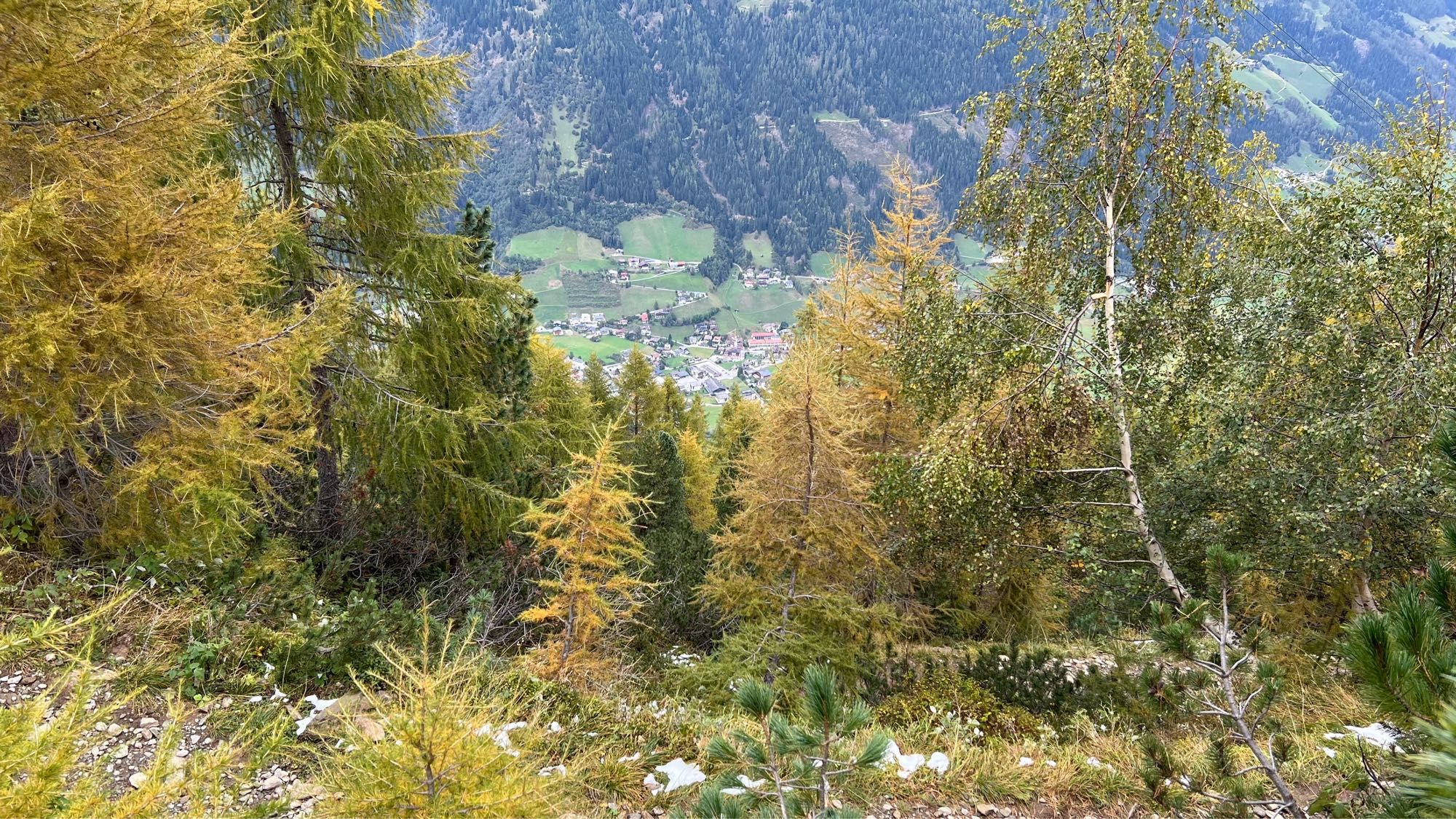 Larches and the valley floor.