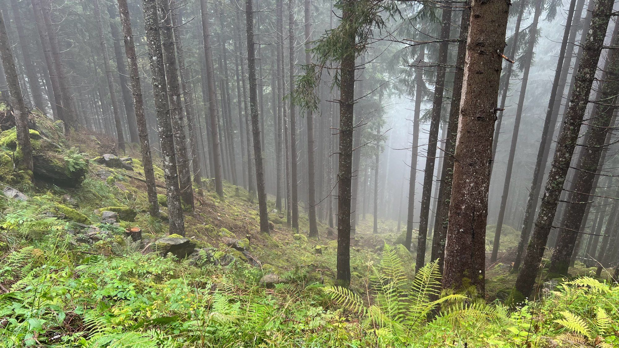 Trees in the low cloud