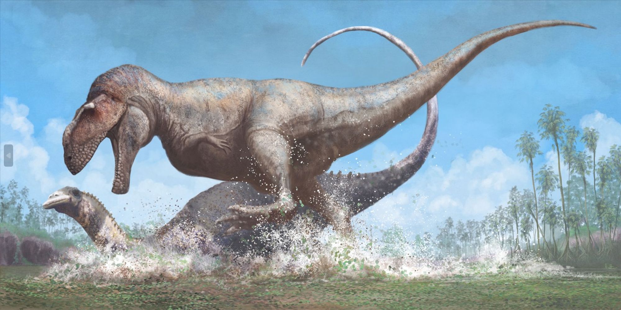 The massive, beautifully illustrated, predatory theropod dinosaur Carcharodontosaurus tramples across a Bahariya Formation delta waterway, thundering into a rebbachisaurid sauropod dinosaur, toppling it into the water. Maw agape above its neck, Carcharodontosaurus is about the make the kill.