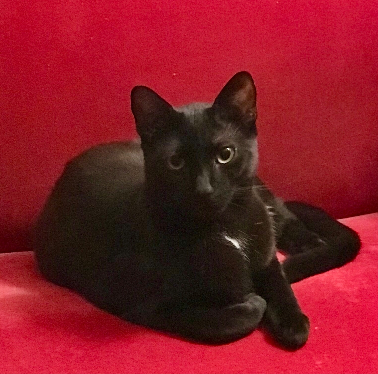 Reclining black cat on a red velvet sofa. Tiny bit of white bib at his chest.