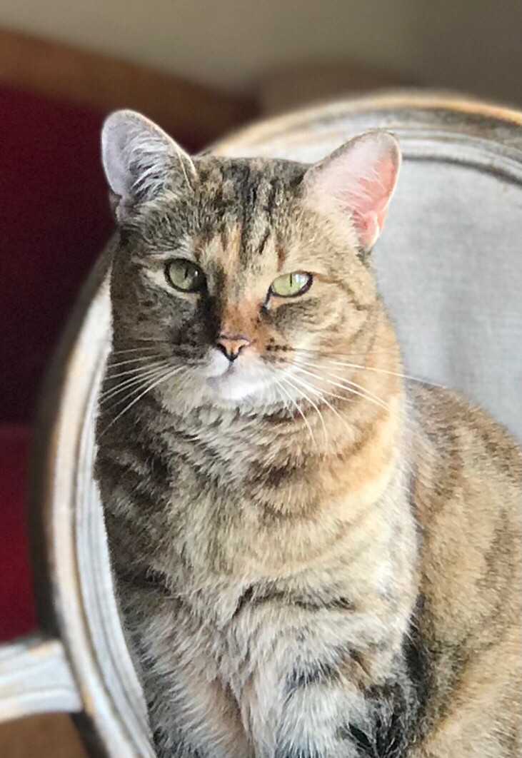 Seated brown tabby cat, staring us down.