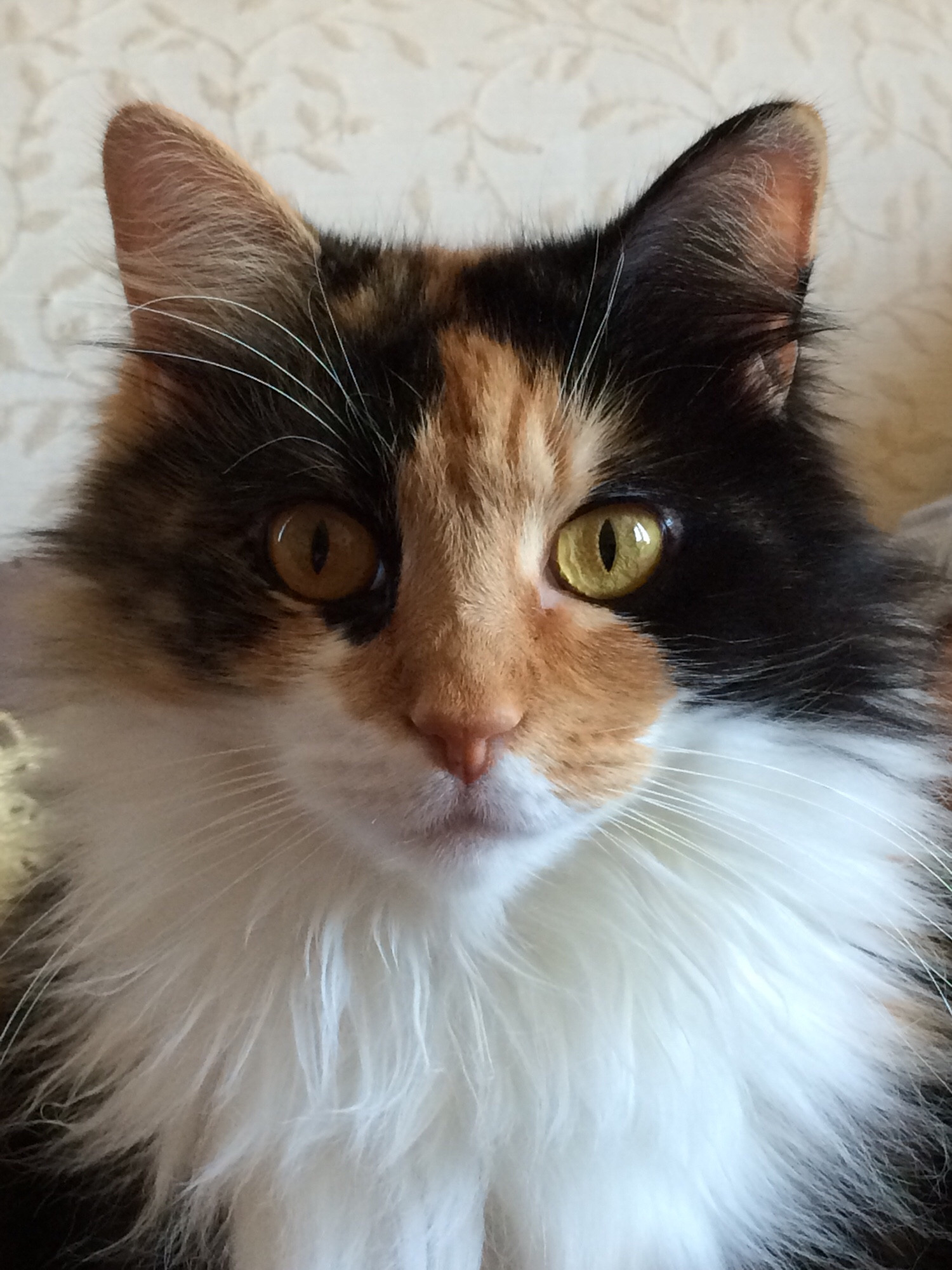 Close up head shot of a long-haired calico cat.