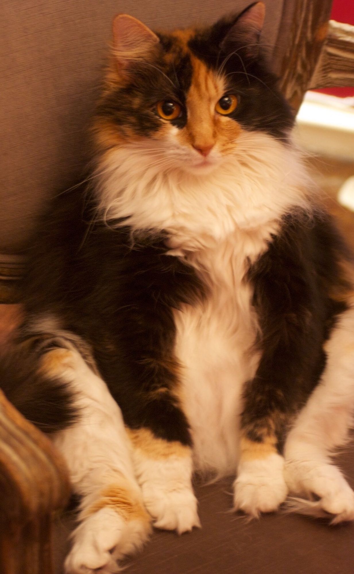 Long-haired calico cat, sitting back on her haunches, giving the appearance of a human sitting posture.