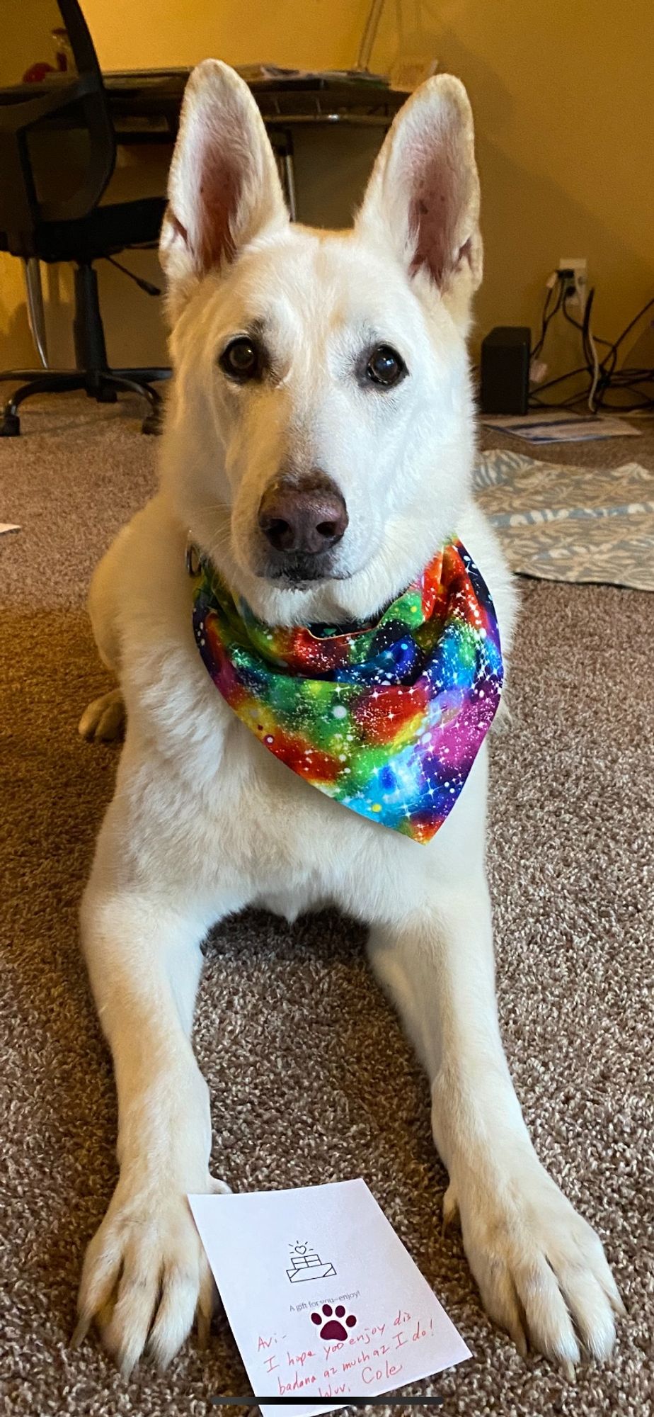 A white German Shepherd dog faces the viewer wearing his galaxy print bandana, it’s all colors and tied round his neck.