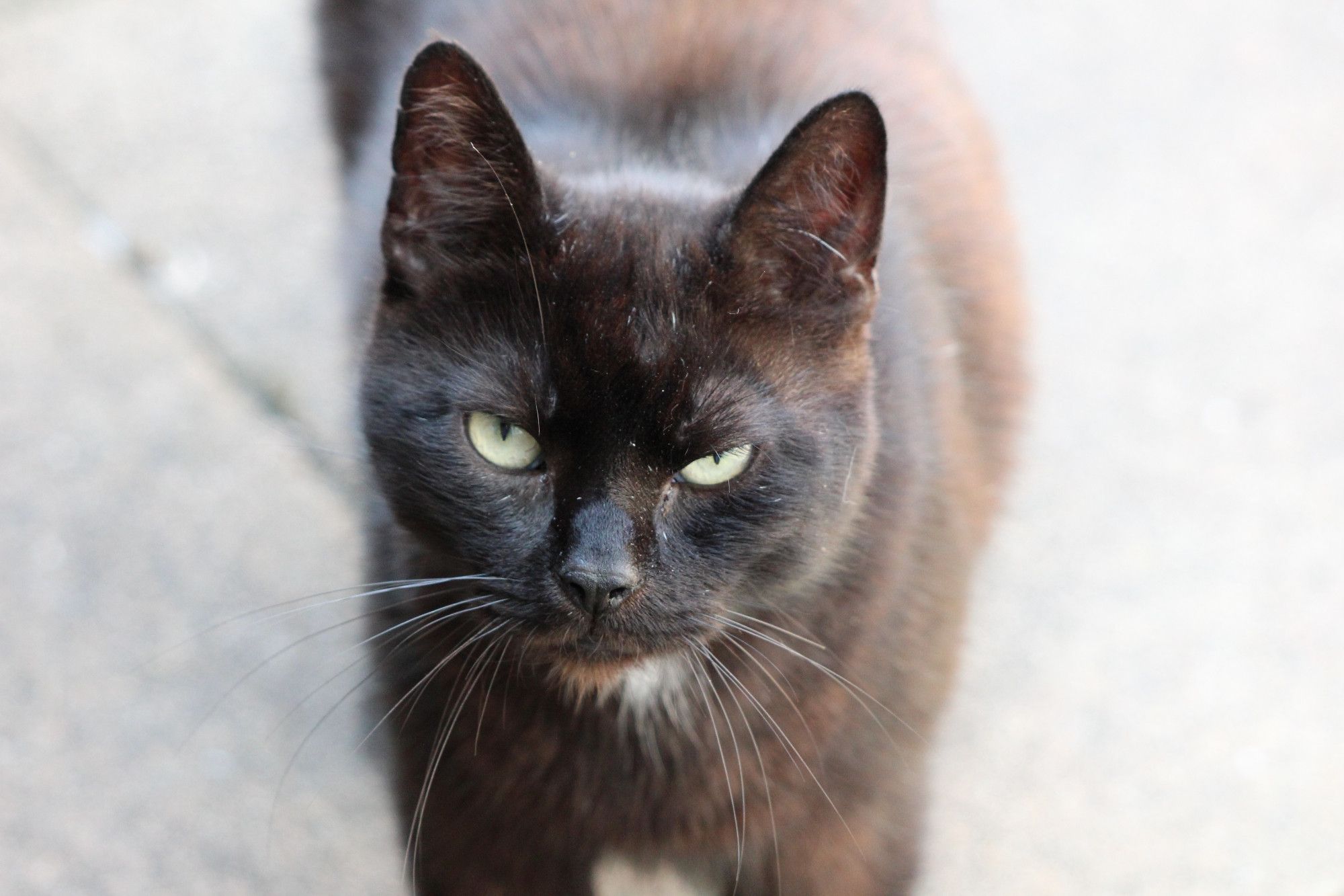 Face of a black cat that thinks: "is it necessary to make this photo?"