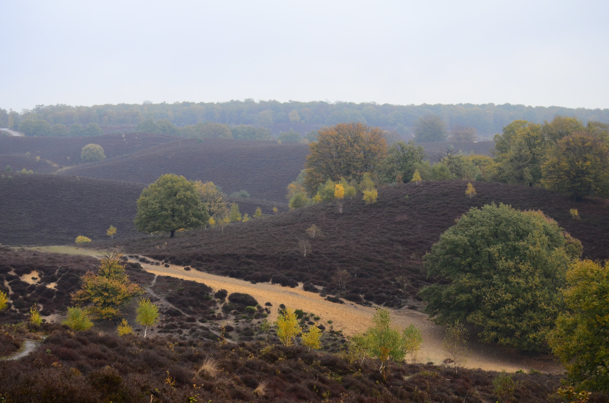 2 november 2018. Dit is bij de Posbank/Veluwezoom. Je ziet een glooiend landschap van uitgebloeide heide met een zandpad. Het gele blad van een aantal berken steekt prachtig af tegen de bruine heide. 