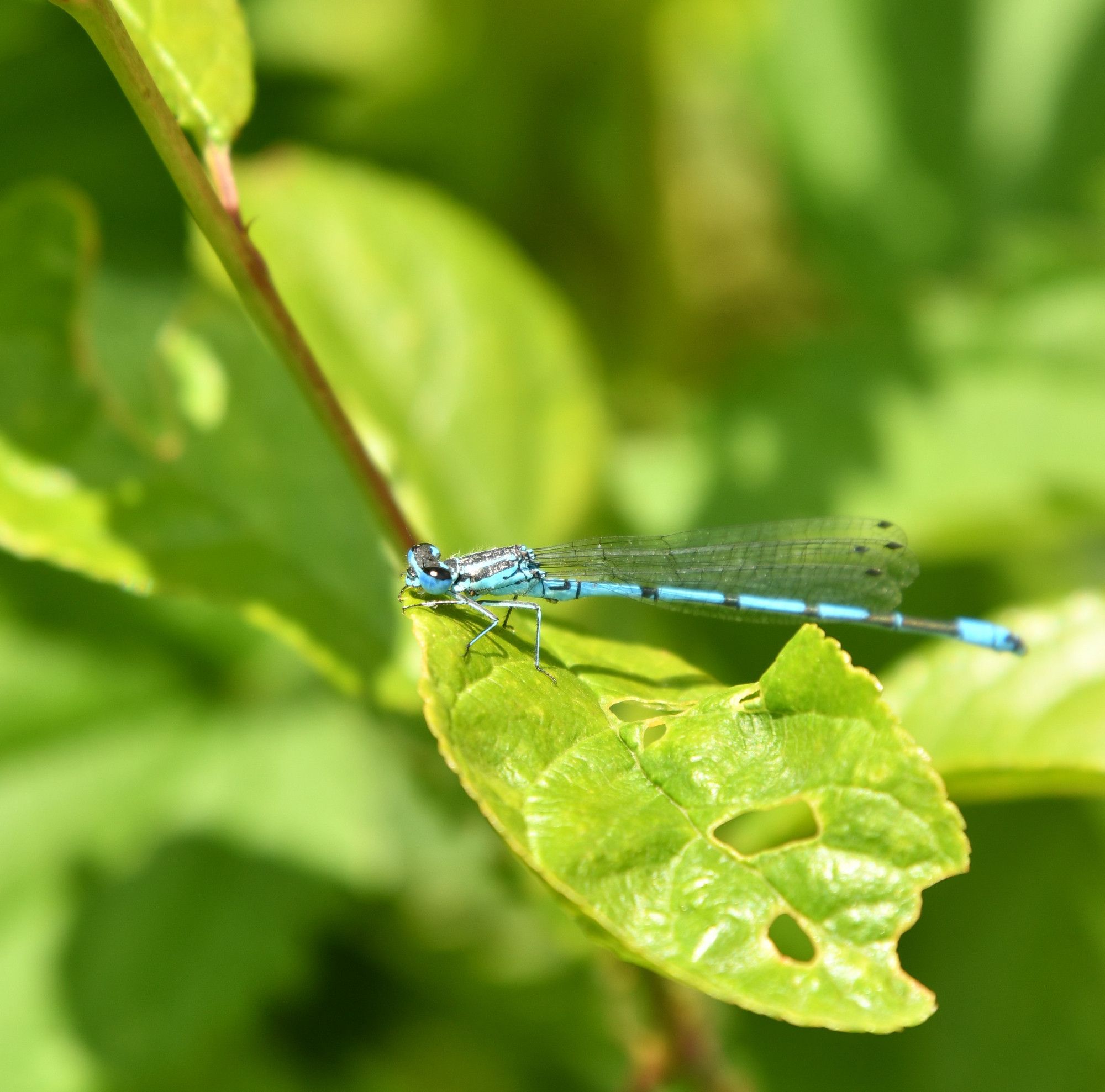 Een azuurwaterjuffer zit op een blaadje in de zon