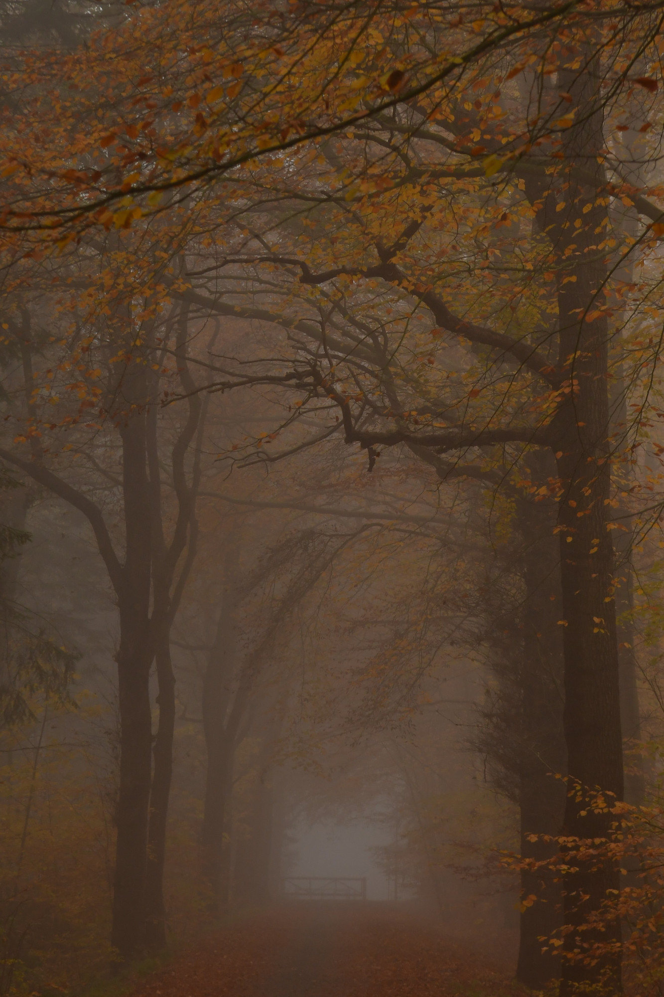 20 november 2019. Het was mistig en het was koud. Dit is het Nijreesbos in Almelo. Een laan van bomen, waarvan het meeste blad al is gevallen. Het blad wat nog aan de boom zit is geel gekleurd. In de verte zie je een hek, waardoor auto's deze weg niet kunnen gebruiken, fietsers en wandelaars wel. Het asfalt is niet meer zichtbaar door het gevallen blad. 