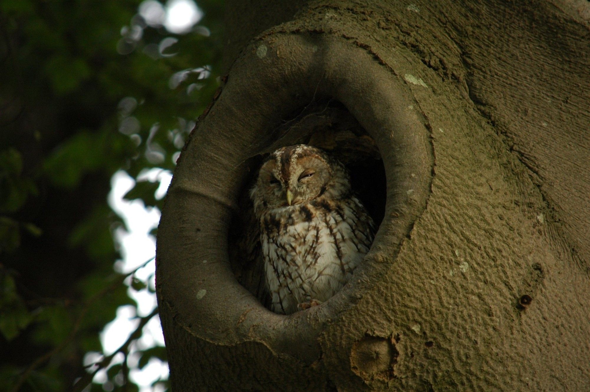 Bosuil / Tawny owl 

Bosuil zittend in een gat in een boom.