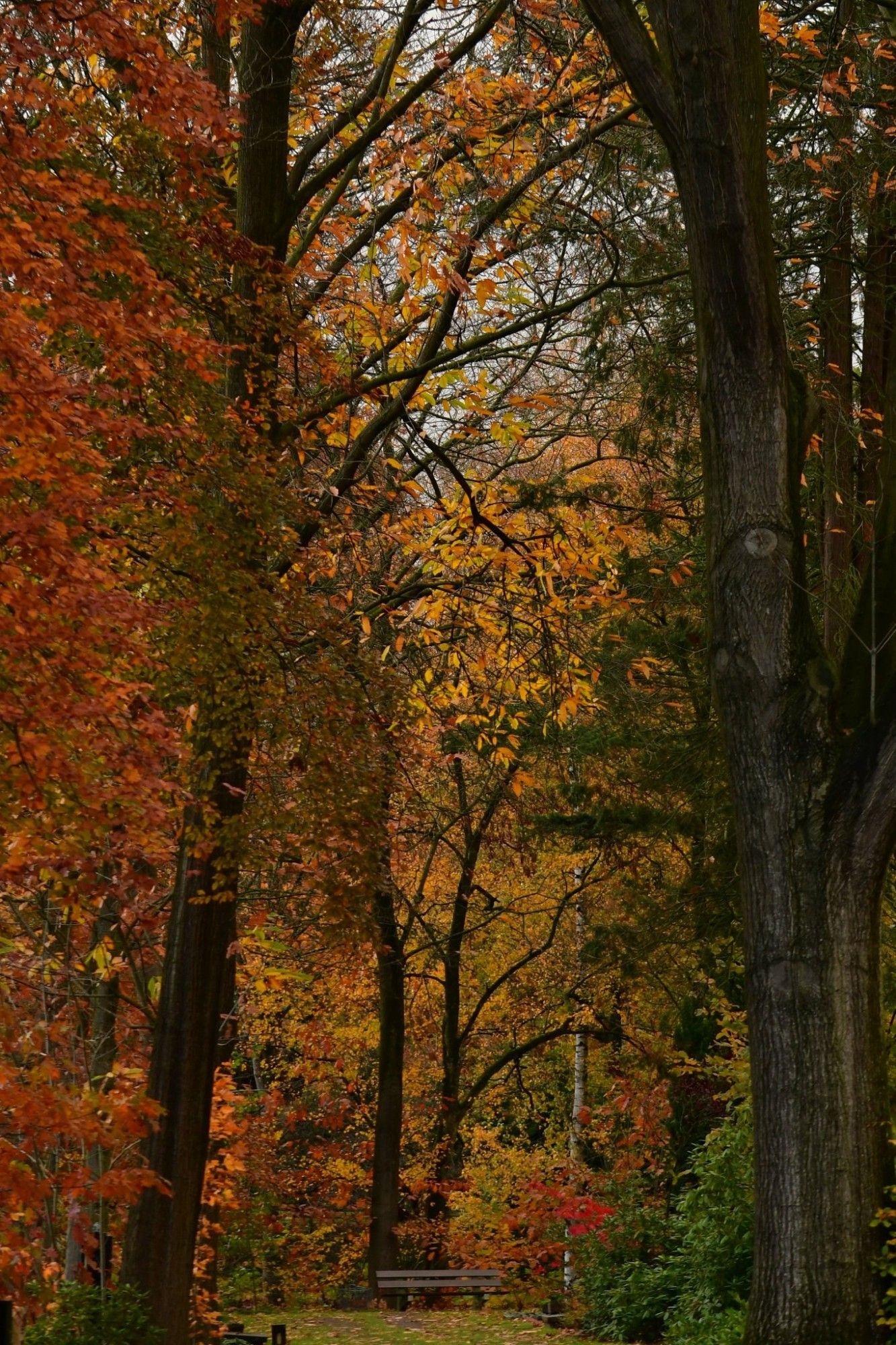 Geen regenboogkleuren, maar kleurrijke herfstkleuren. Een pad van gras met een bankje op het eind. Aan beide kanten van het pad staan bomen en struiken met gele, oranje, bruine en groene bladeren.