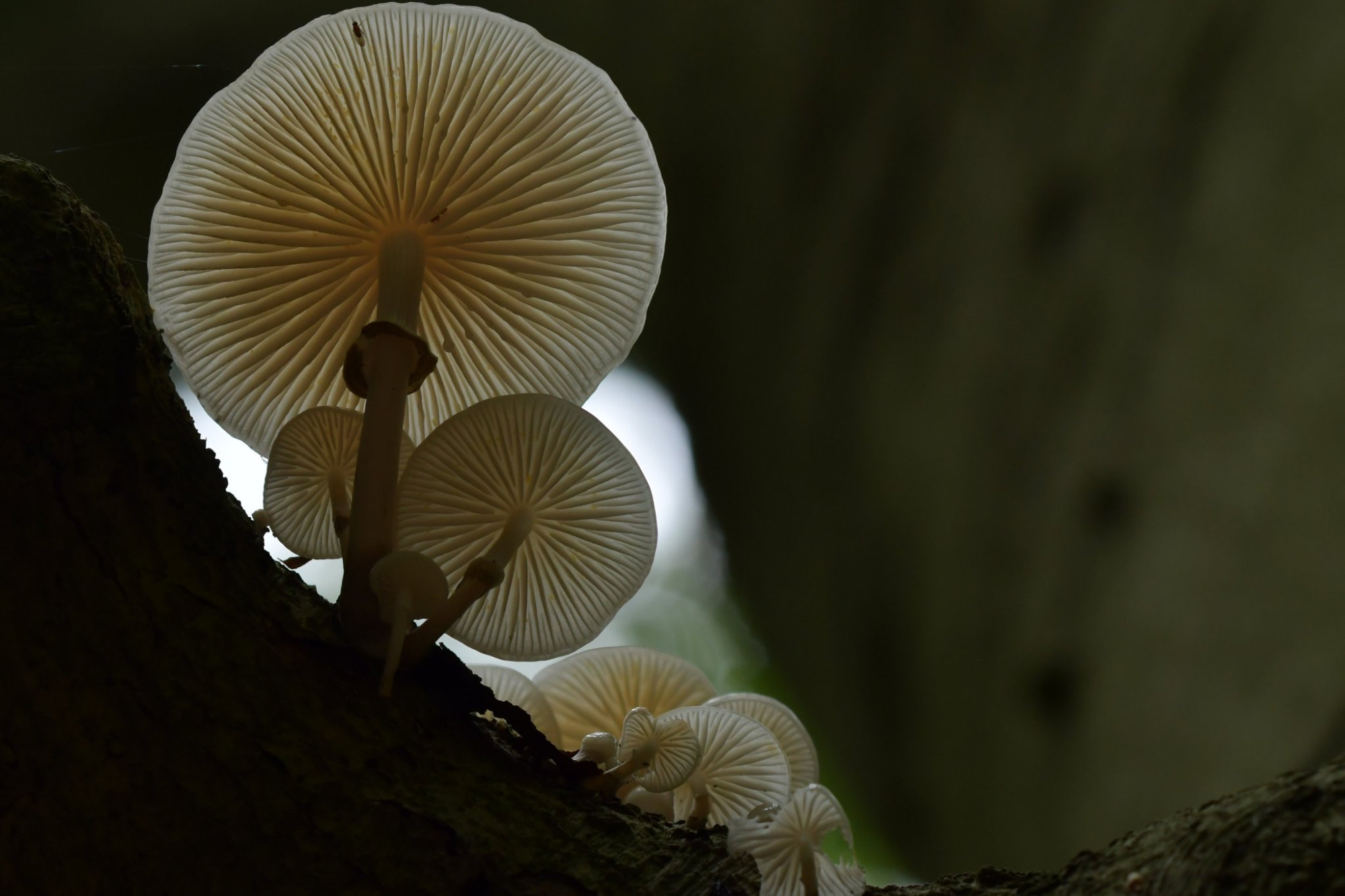 Een groepje porseleinzwammen hoog in een beukenboom op een tak. Van onder gefotografeerd zodat je de lamellen ziet. 