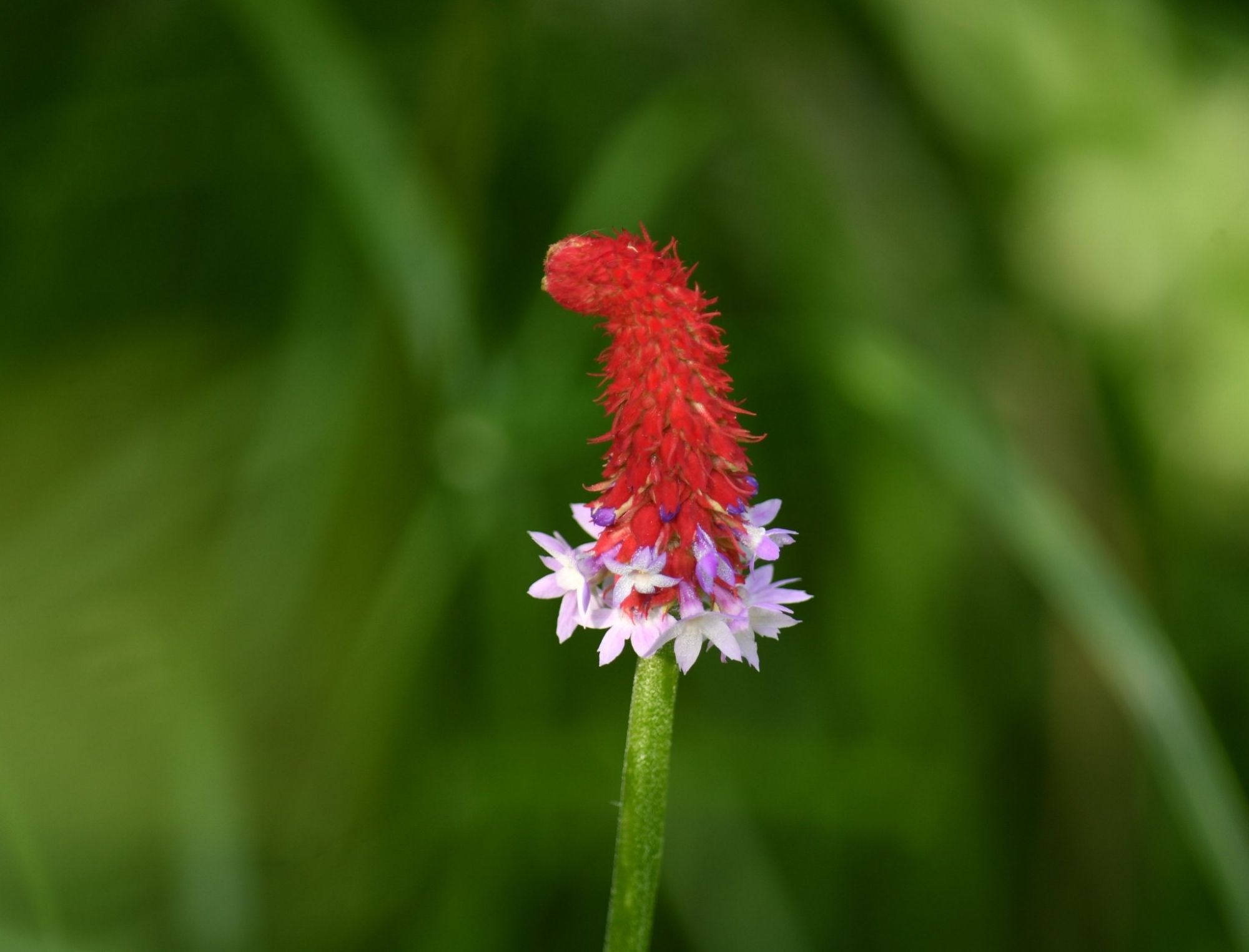 Een Primula vialii (ook wel kaboutermuts genoemd)