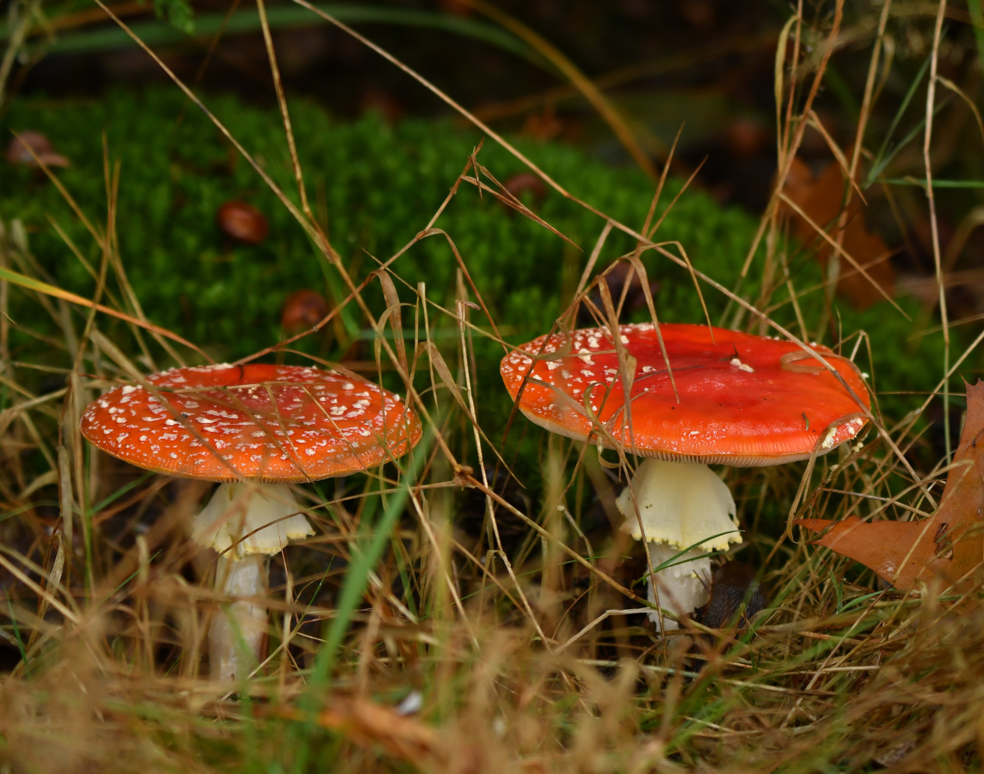 2 vliegenzwammen naast elkaar in de berm van het bos.