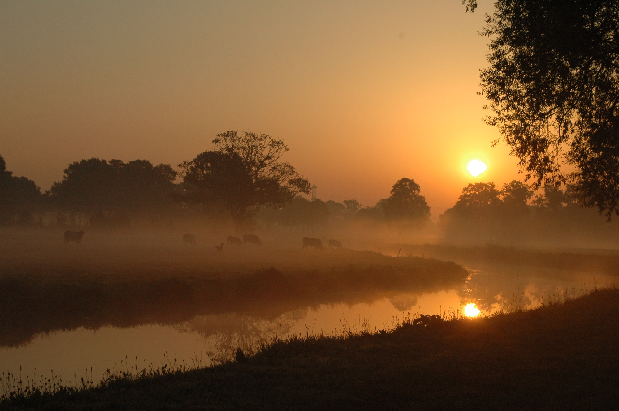 13 september 2016. Het landschap bij De Wendel, een gebiedje bij Wierden/Ypelo. Je ziet een zonsopkomst deels gespiegeld in de beek. Op de achtergrond zie je koeien in de grondmist staan. Rechts staat een boom. 