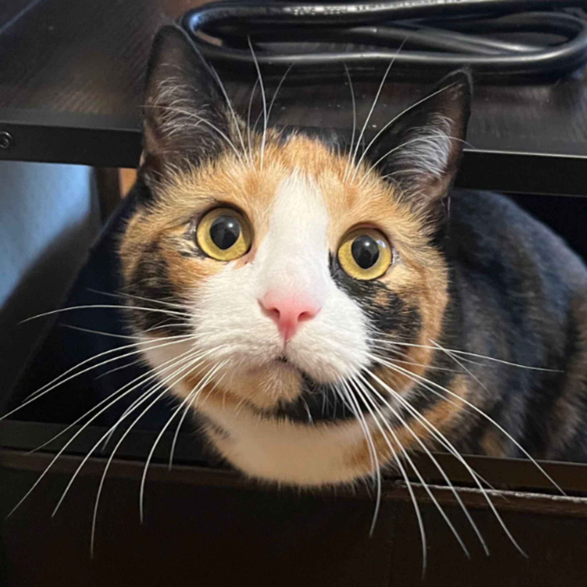 A photo of a tortie cat with big white whiskers, sticking her upper body out of the drawer of a bedside table. She has big yellow eyes and a bubblegum pink nose.