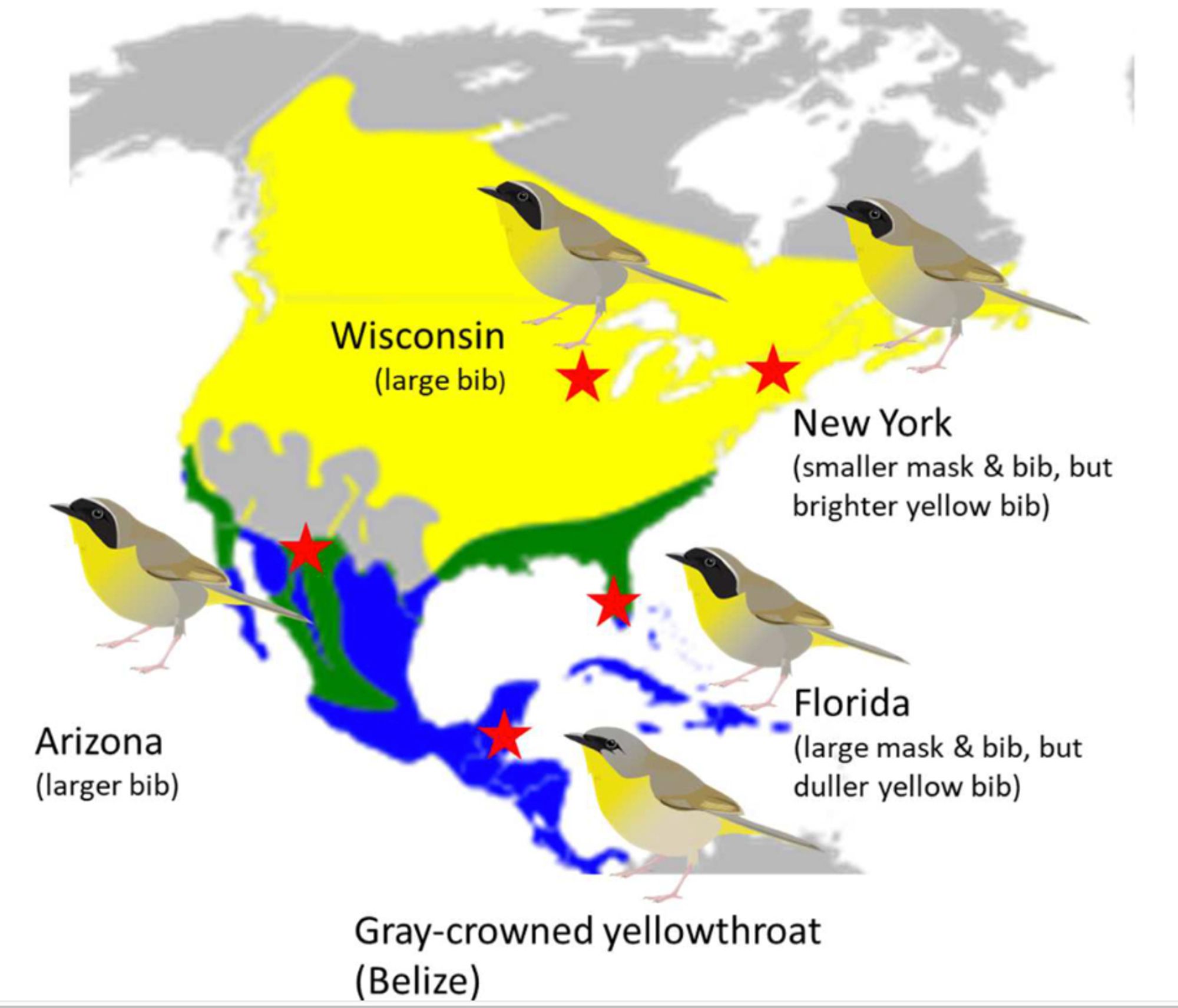 A map of North and Central America showing the ranges of Common and Gray-crowned Yellowthroats, with sampling locations in New York , Wisconsin, Florida, Arizona, and Belize marked, and with drawings of each respective population showing differences in ornaments. Drawings by Jess McLaughlin