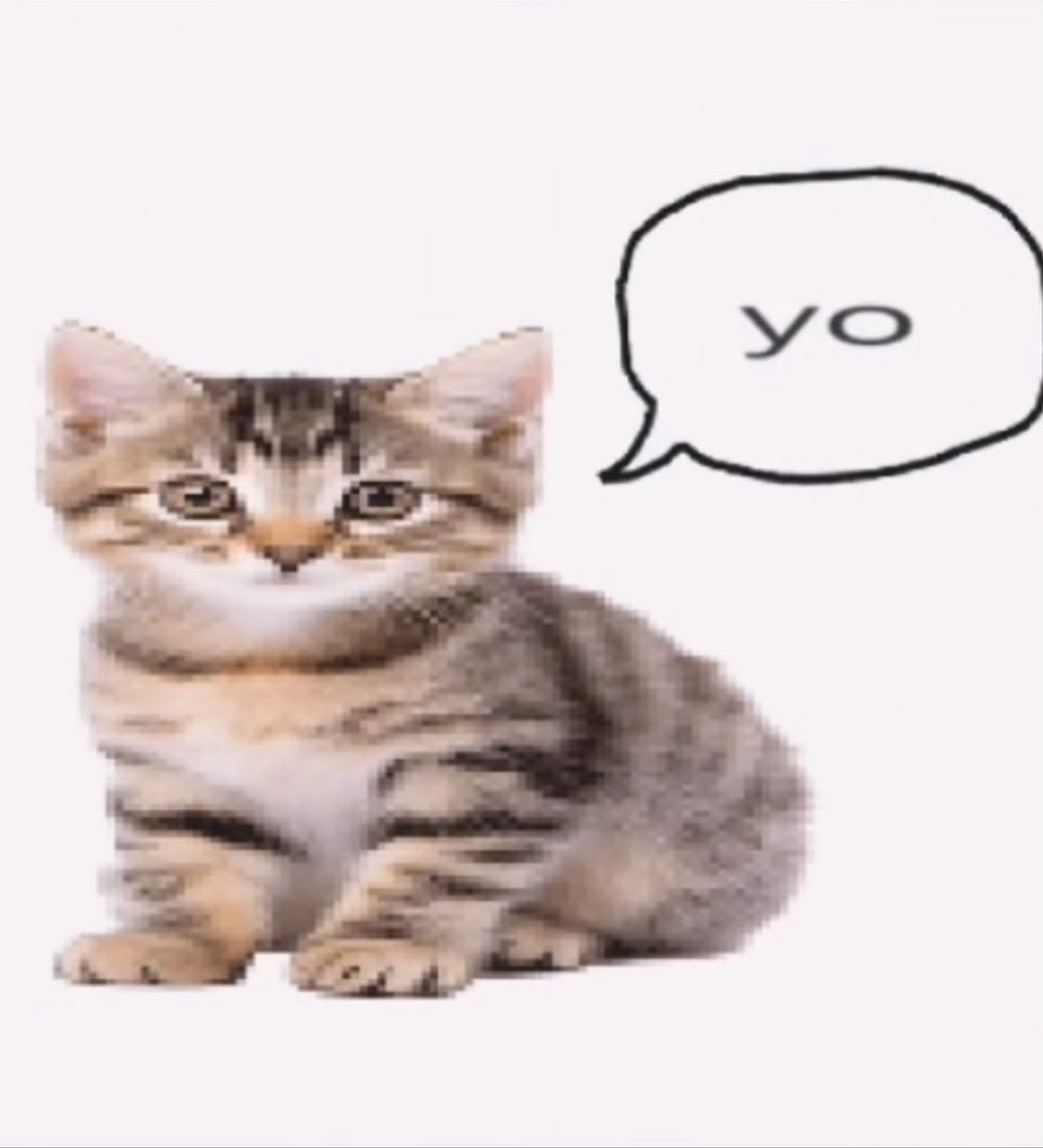 Kitten says yo in order to get your attention. 