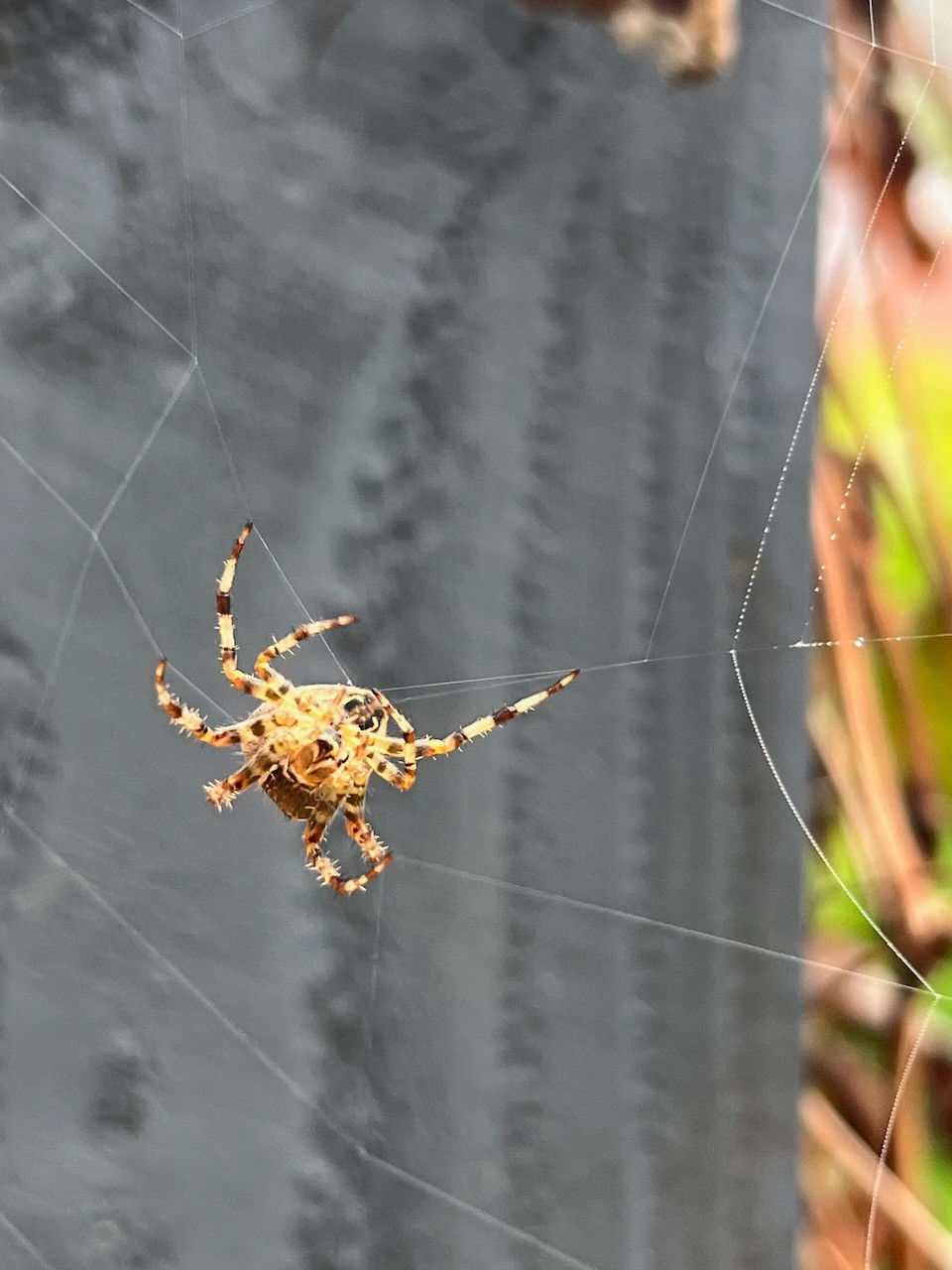 Spider in my garden recreates the pre-credit opening of THREADS