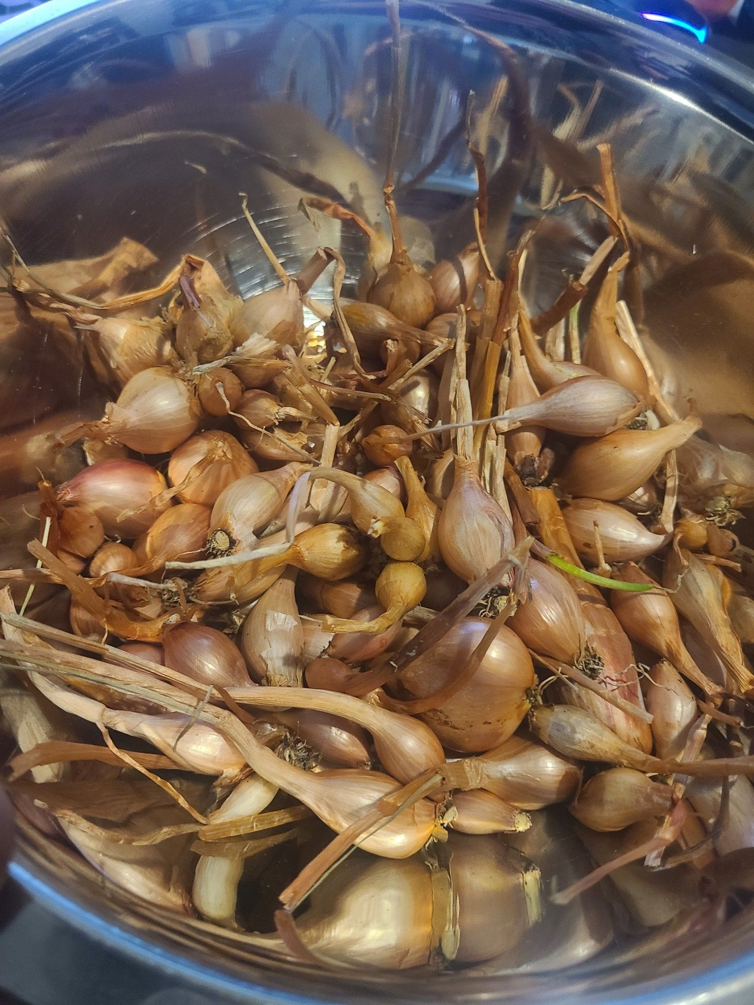 A large mixing bowl with several handfuls of small, cured shallots